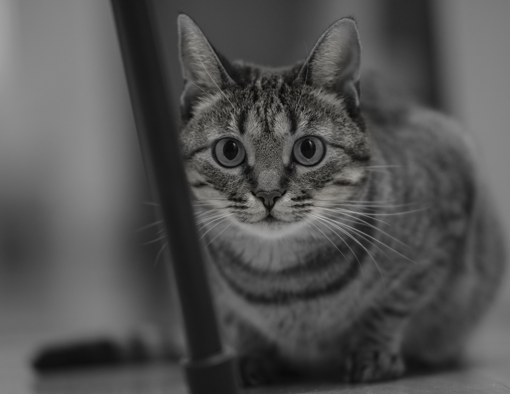 Sigma 50-100mm F1.8 DC HSM Art sample photo. The cat photography