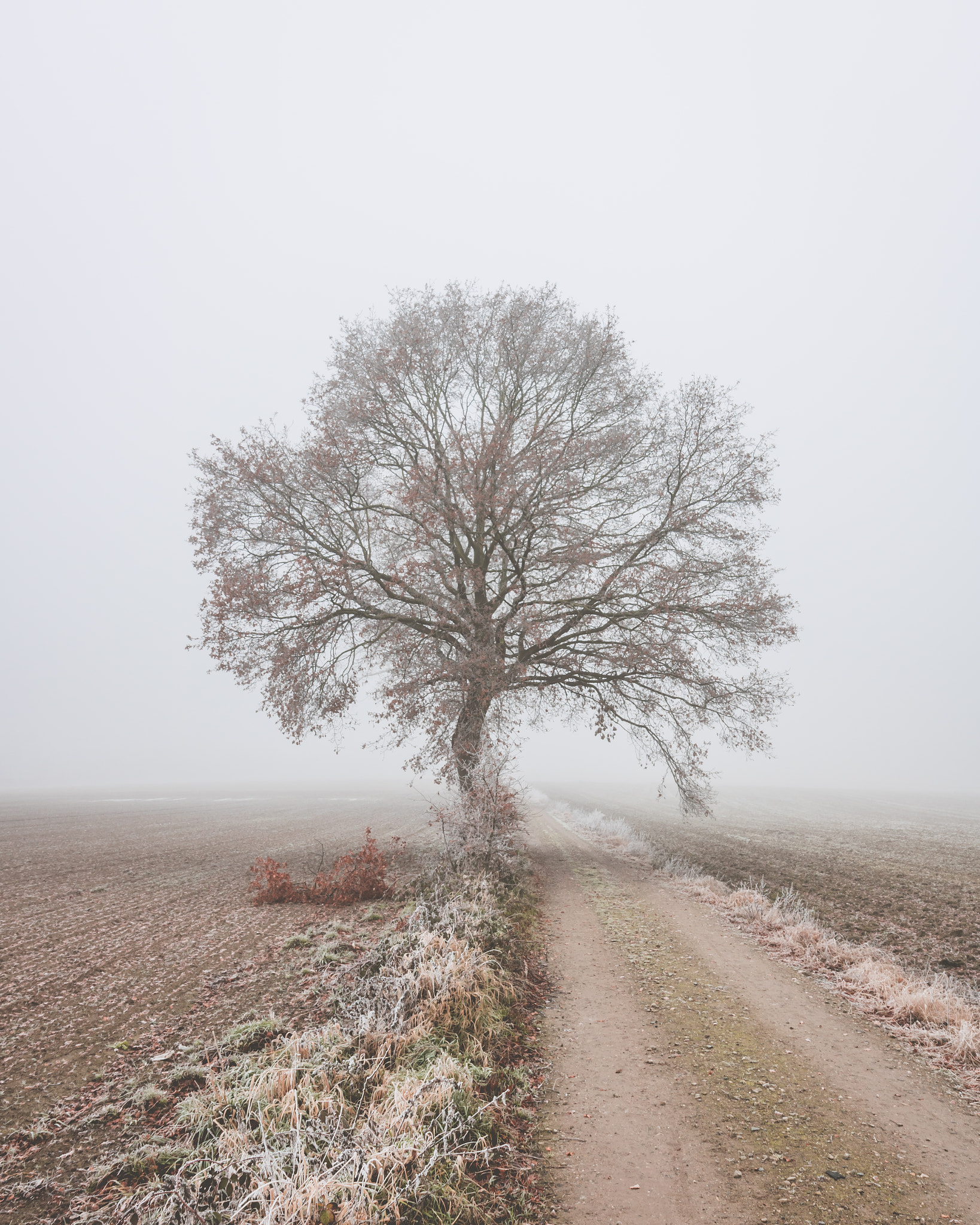Canon EOS 750D (EOS Rebel T6i / EOS Kiss X8i) sample photo. Majestic tree photography