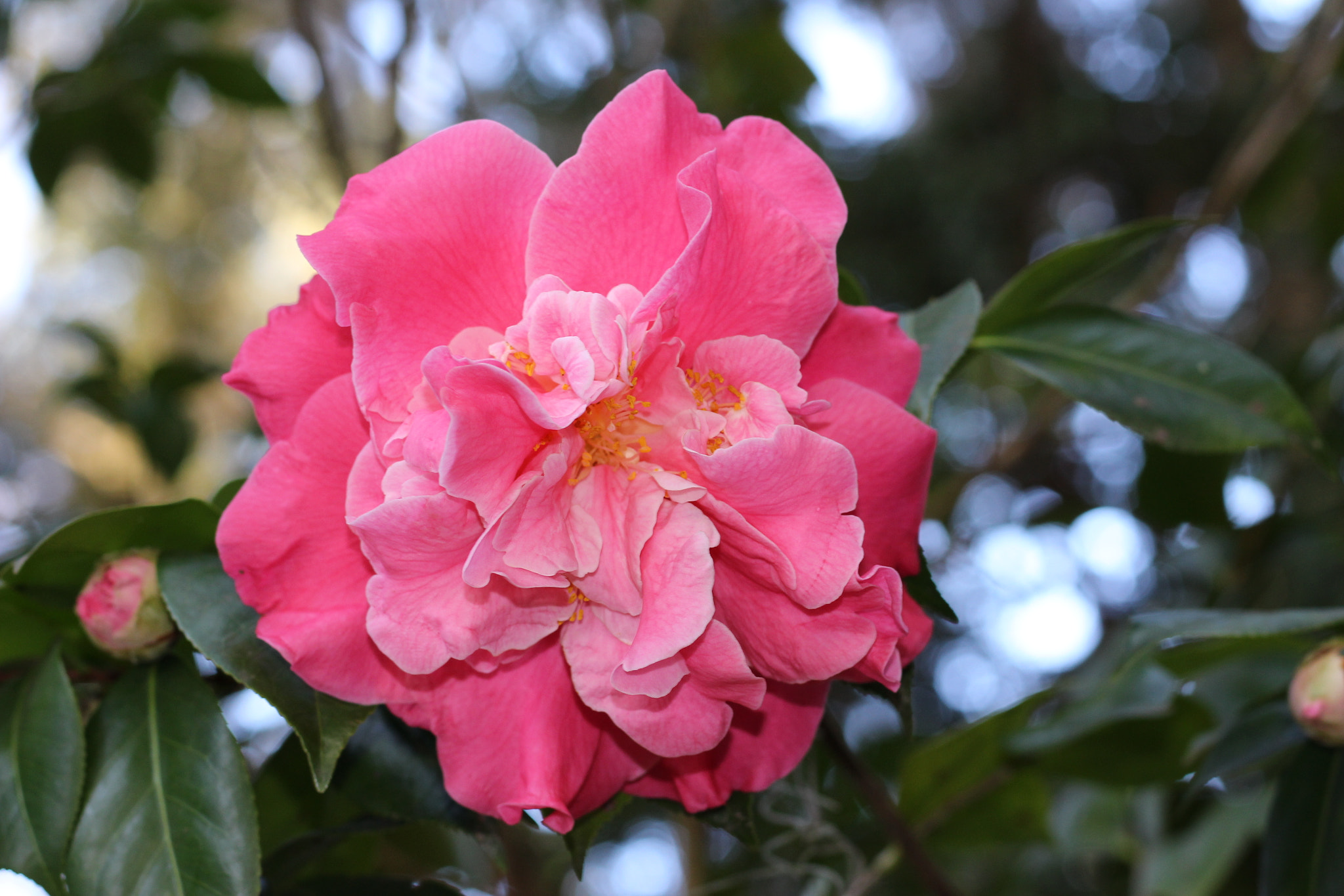 Canon EOS 100D (EOS Rebel SL1 / EOS Kiss X7) sample photo. Tiffany photography