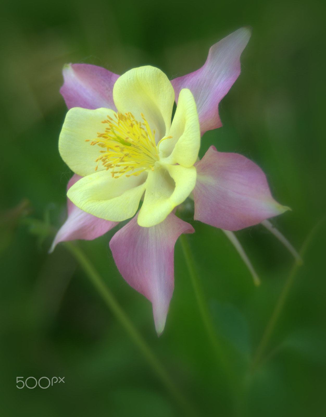 Nikon D3000 sample photo. Columbine flower photography