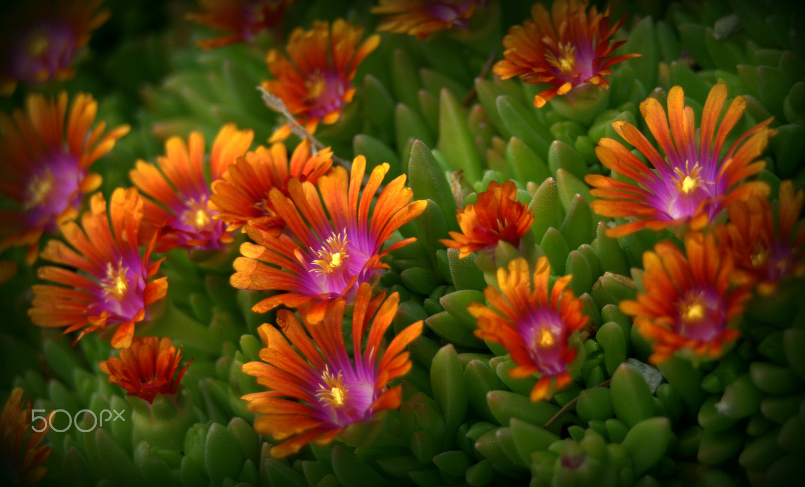 Sigma 28-90mm F3.5-5.6 Macro sample photo. Iceplant flowers photography