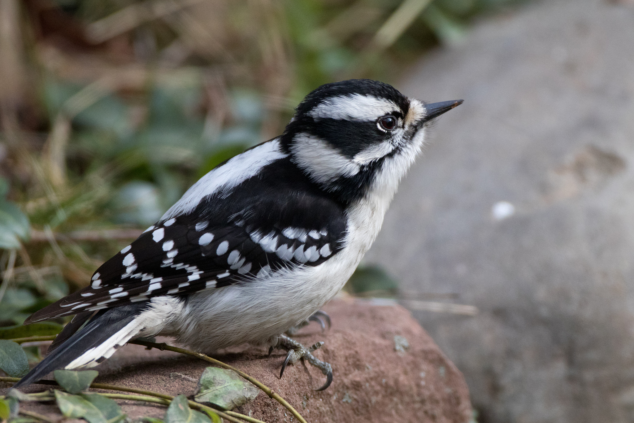 Canon EF 500mm F4L IS USM sample photo. Hairy photography