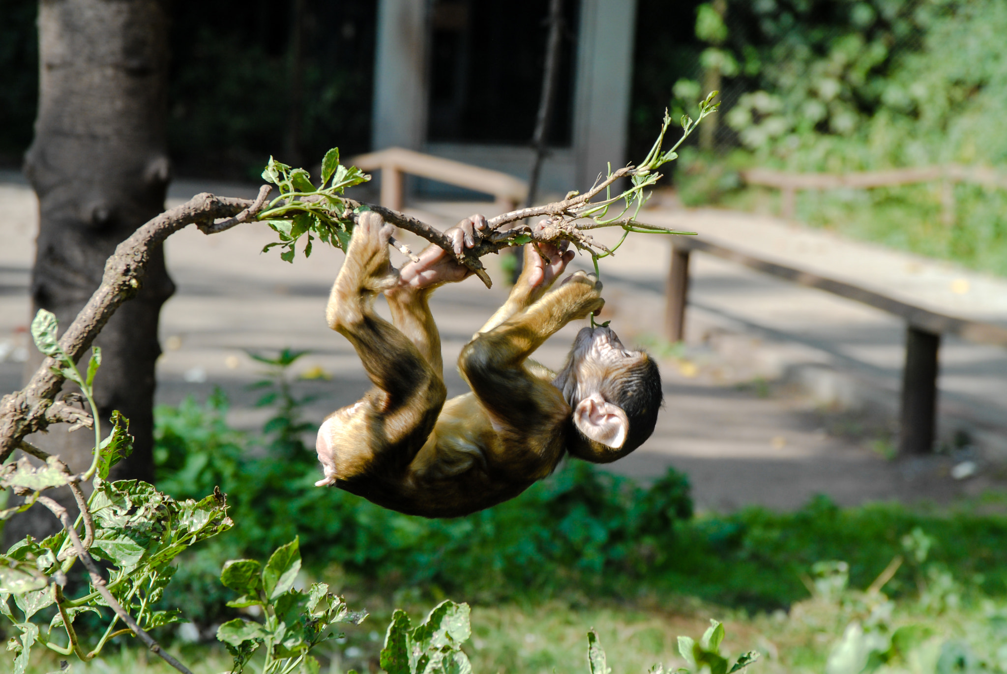 Nikon D200 sample photo. Curious baby monkey photography