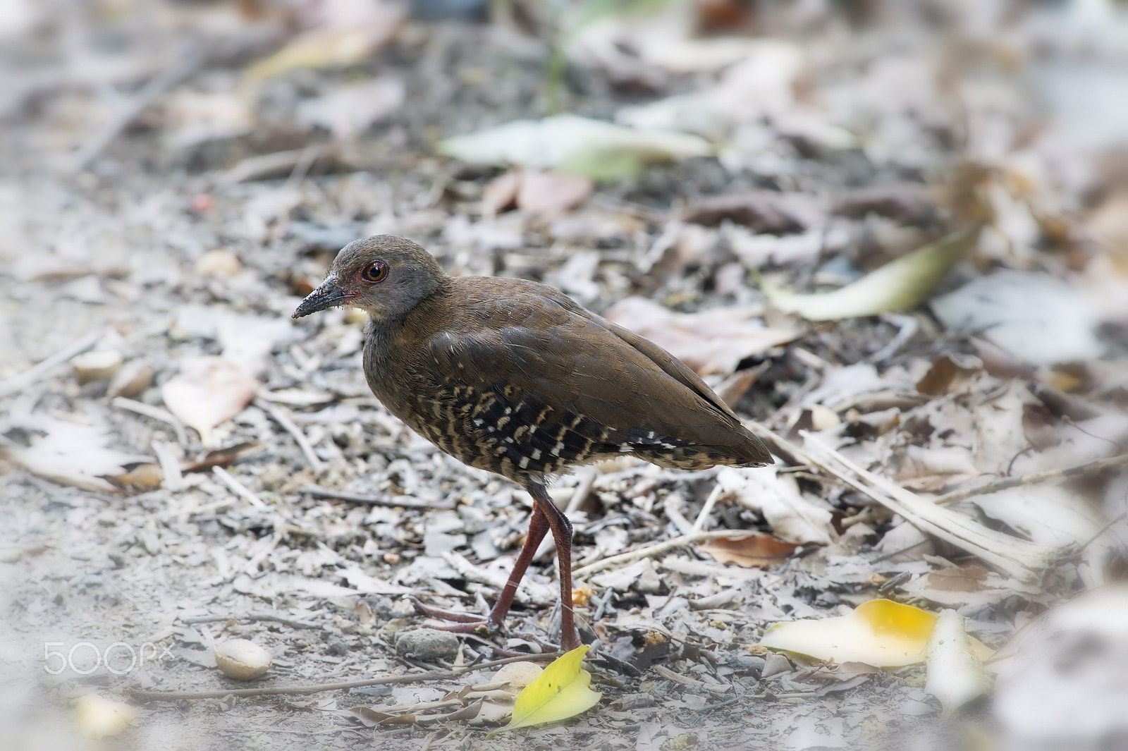 Nikon D4 + Nikon AF-S Nikkor 300mm F4D ED-IF sample photo. Red-legged crake (jv) photography
