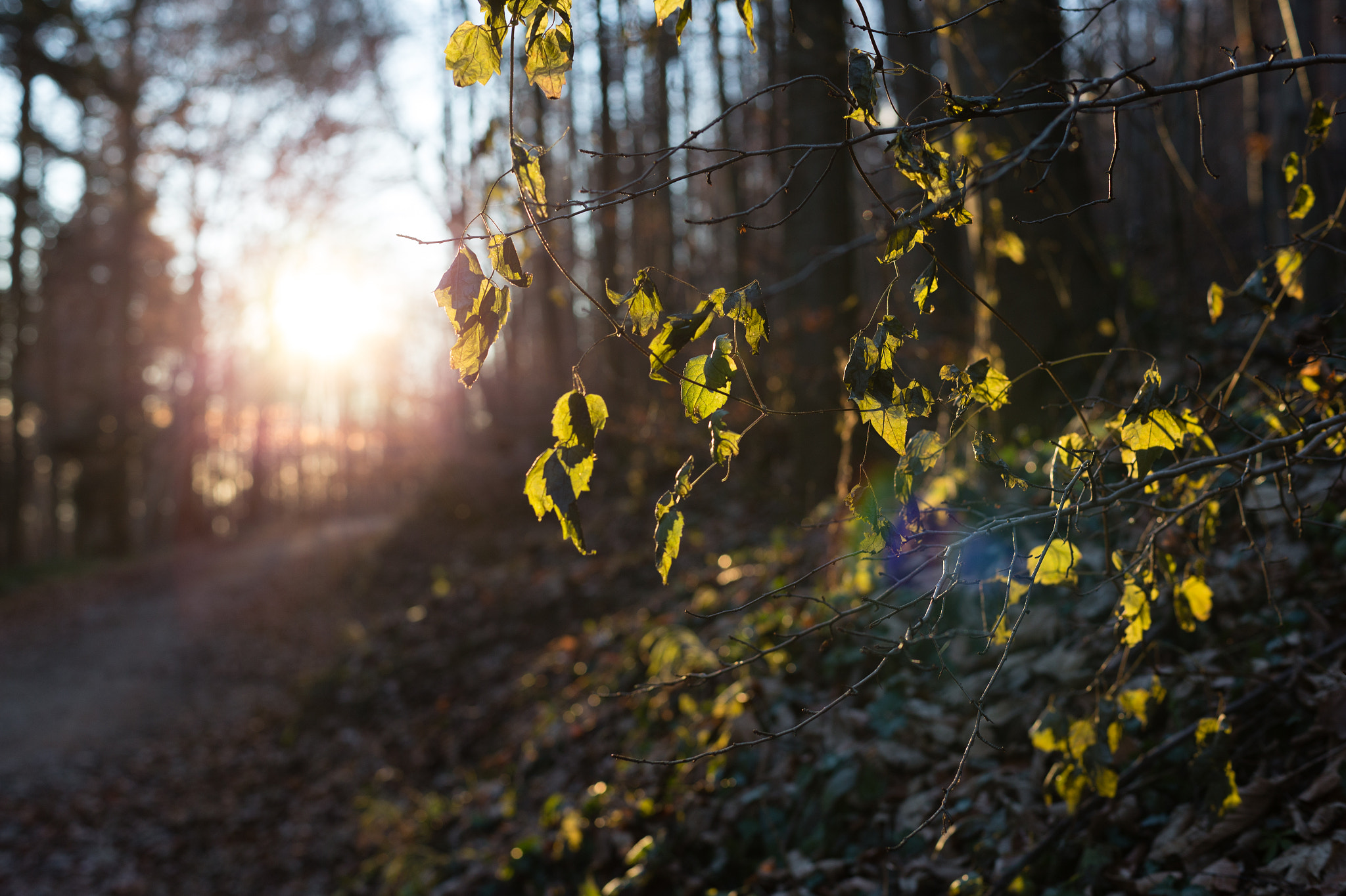 ZEISS Planar T* 50mm F1.4 sample photo. Sunset photography