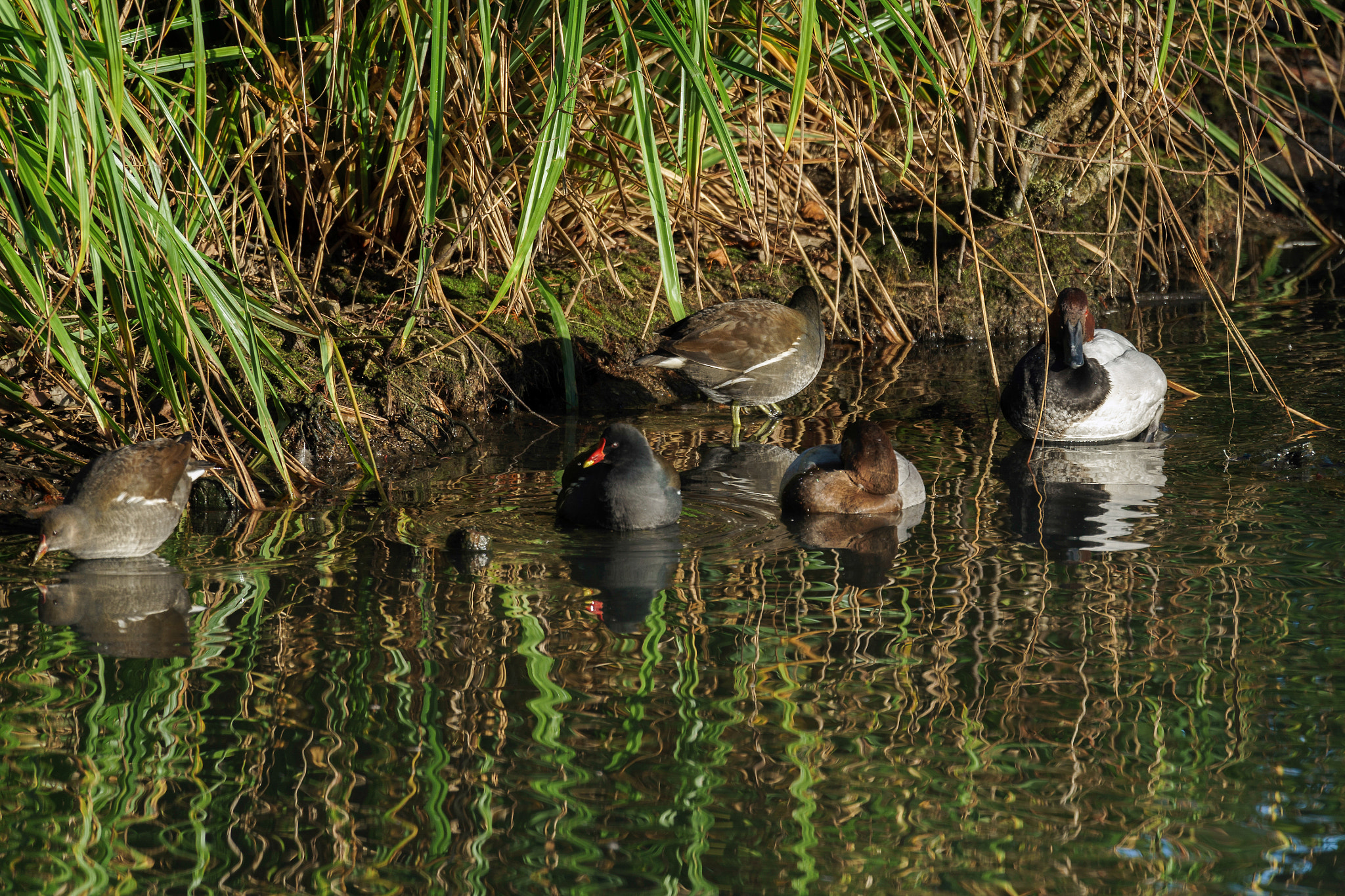 Sony a7 II sample photo. Assorted waterfowl at the london wetland centre photography