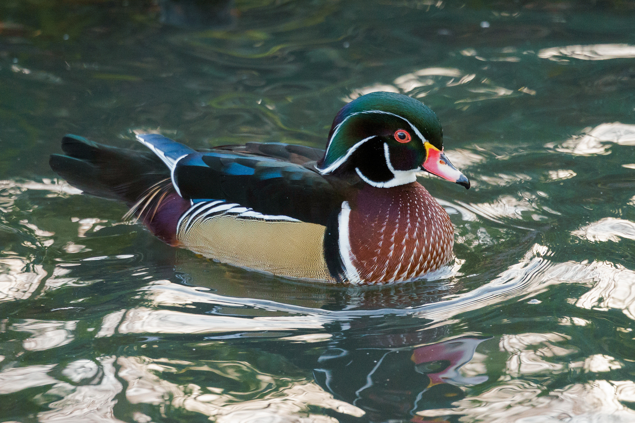 Sony FE 70-300mm F4.5-5.6 G OSS sample photo. Wood duck or carolina duck  (aix sponsa) photography