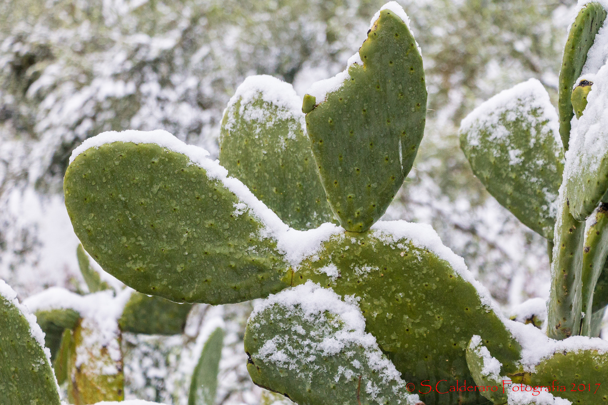 Canon EOS 1100D (EOS Rebel T3 / EOS Kiss X50) sample photo. Neve photography