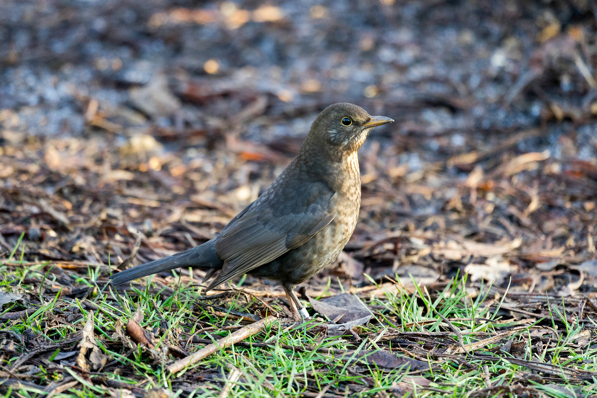 Sony FE 70-300mm F4.5-5.6 G OSS sample photo. Female blackbird (turdus merula) on the ground photography