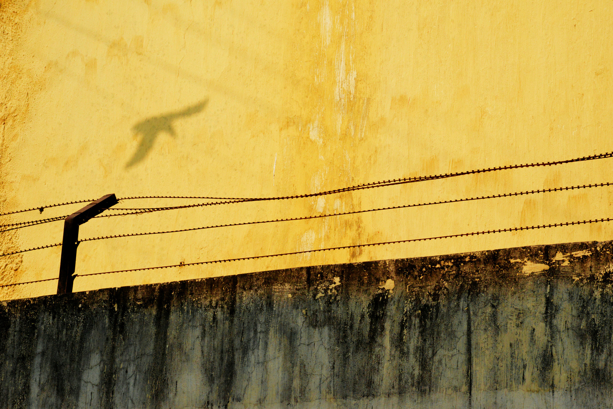 AF Zoom-Nikkor 35-105mm f/3.5-4.5 sample photo. Bird. photography