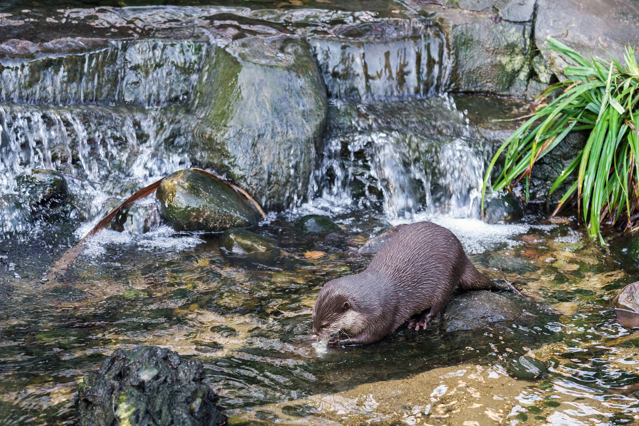 Sony FE 70-300mm F4.5-5.6 G OSS sample photo. Asian small-clawed otter (aonyx cinerea syn. amblonyx cinereus) photography