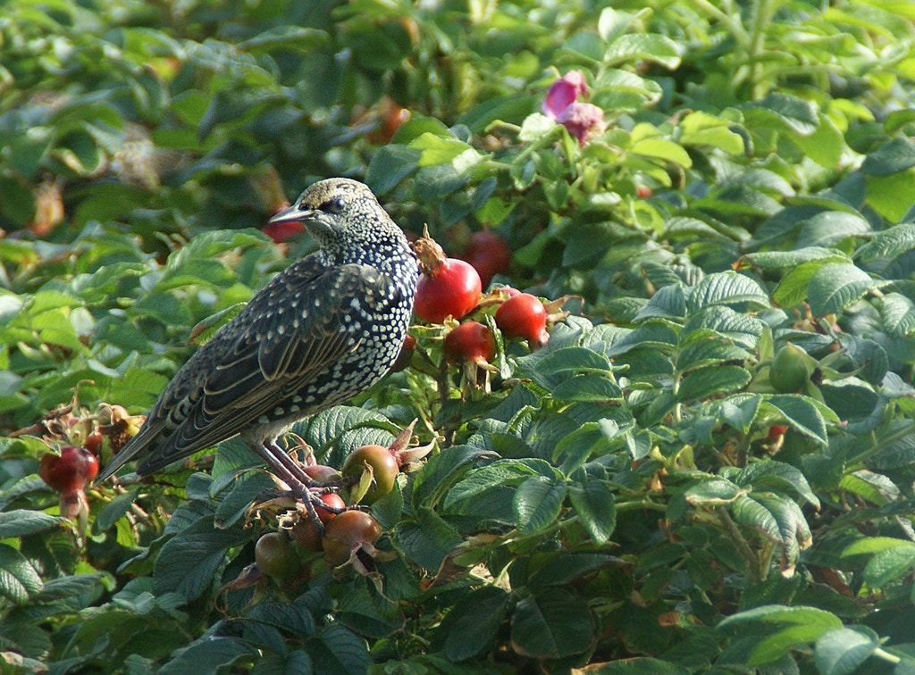 Sony Alpha DSLR-A290 sample photo