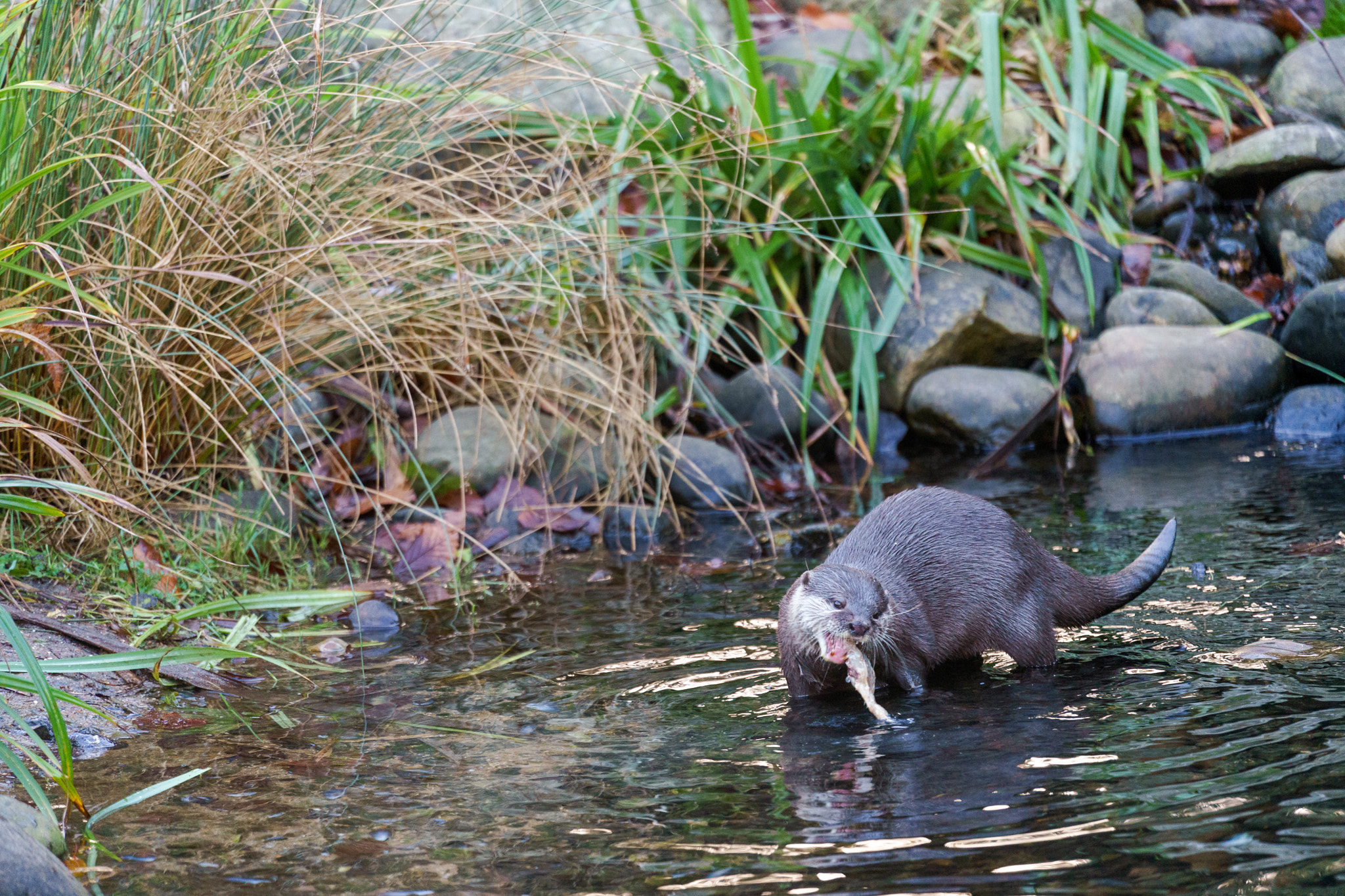 Sony FE 70-300mm F4.5-5.6 G OSS sample photo. Asian small-clawed otter (aonyx cinerea syn. amblonyx cinereus) photography