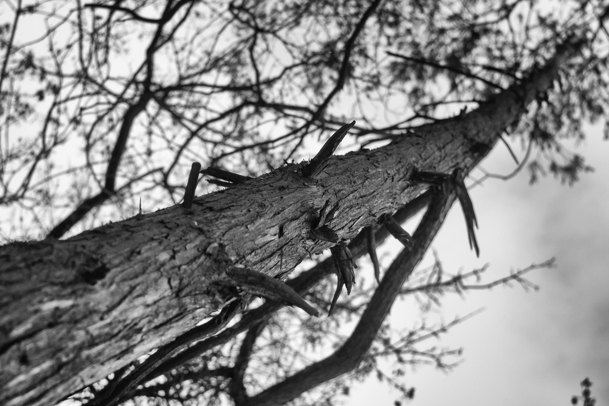 Canon EF 35-80mm f/4-5.6 sample photo. #jagged photography