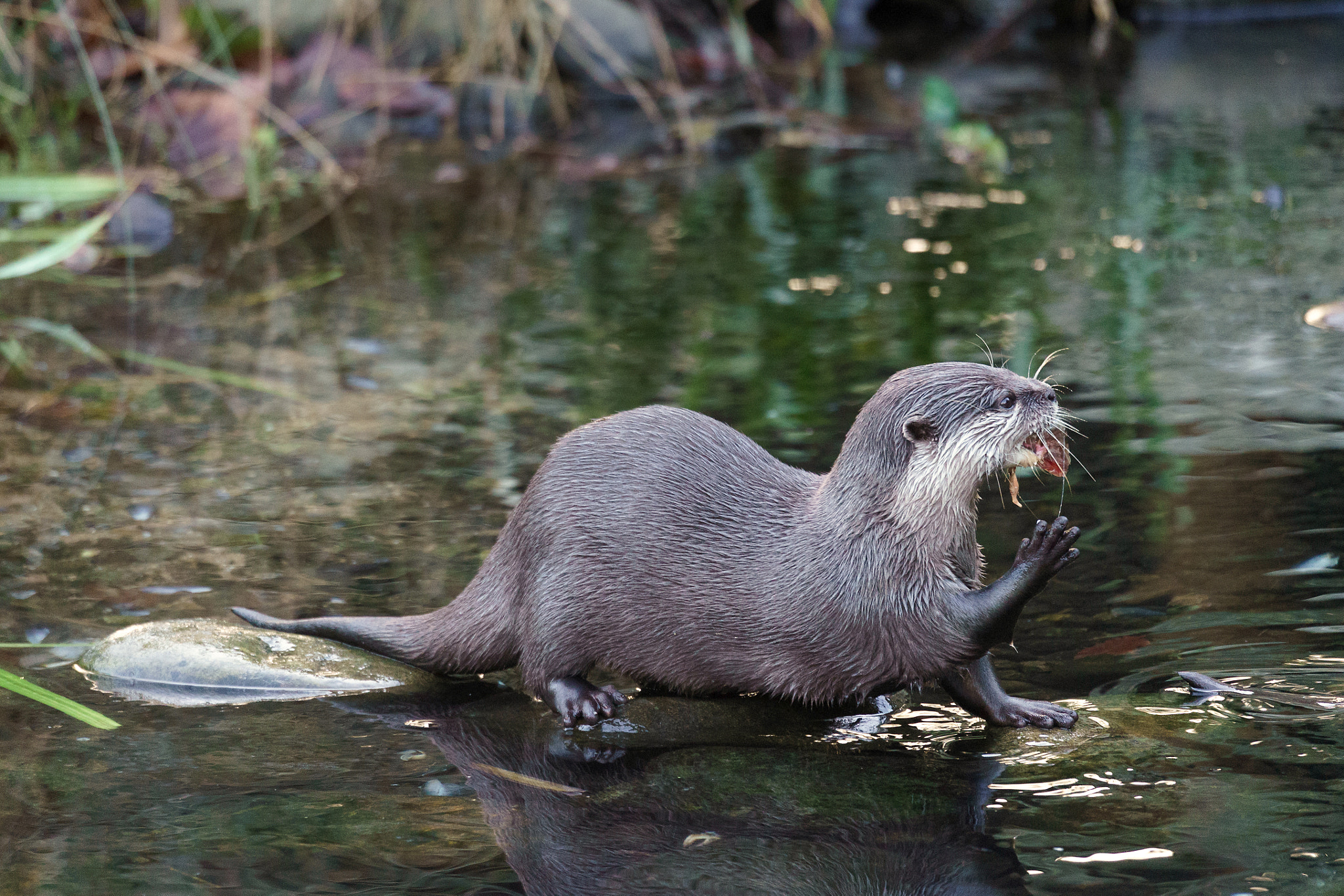 Sony FE 70-300mm F4.5-5.6 G OSS sample photo. Asian small-clawed otter (aonyx cinerea syn. amblonyx cinereus) photography