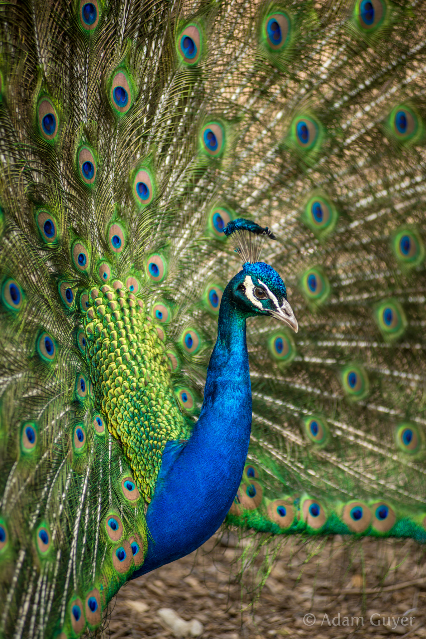 Nikon D600 sample photo. Peacock strut photography