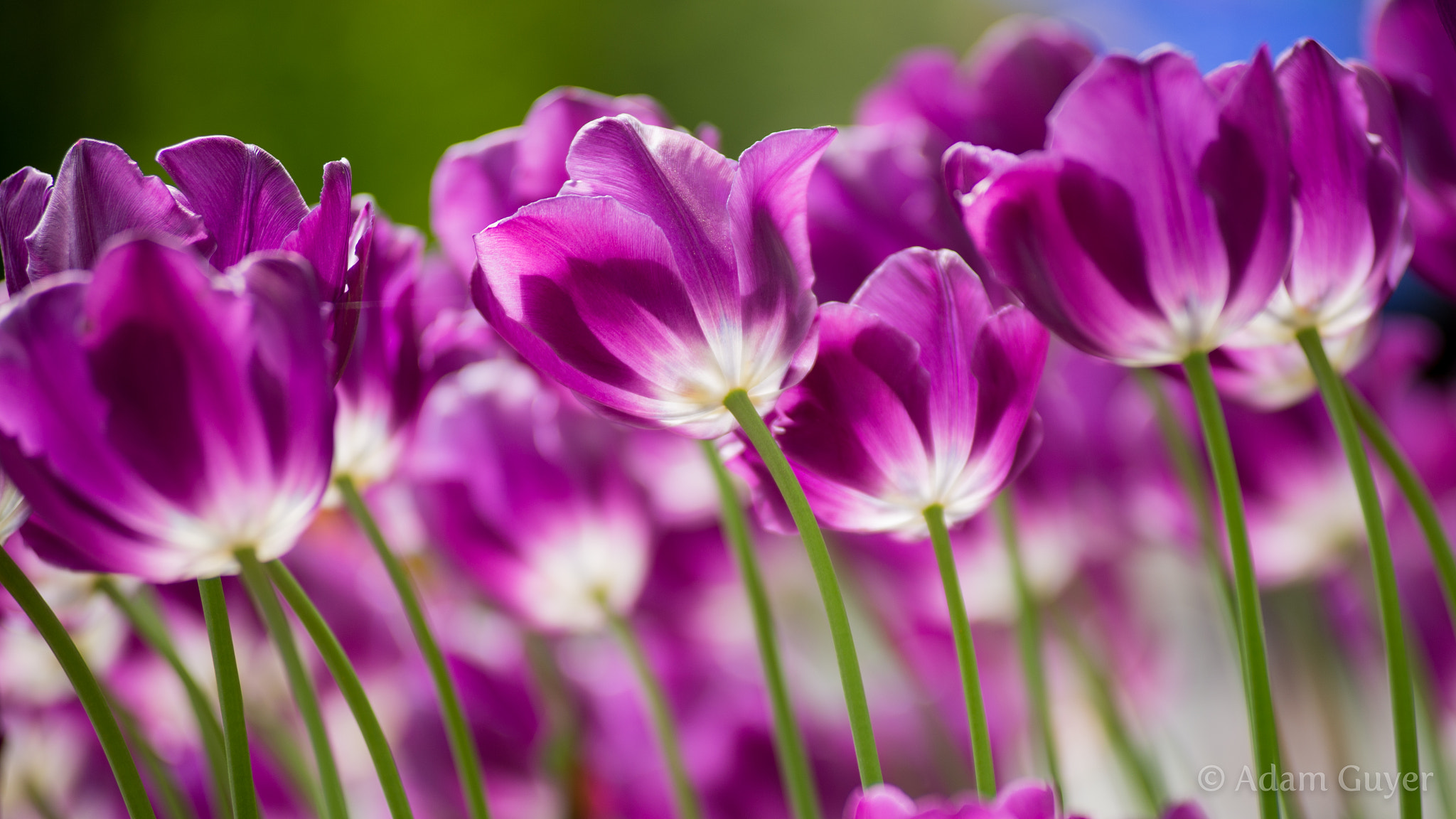 Nikon AF-Nikkor 80-200mm F2.8D ED sample photo. Tulips photography