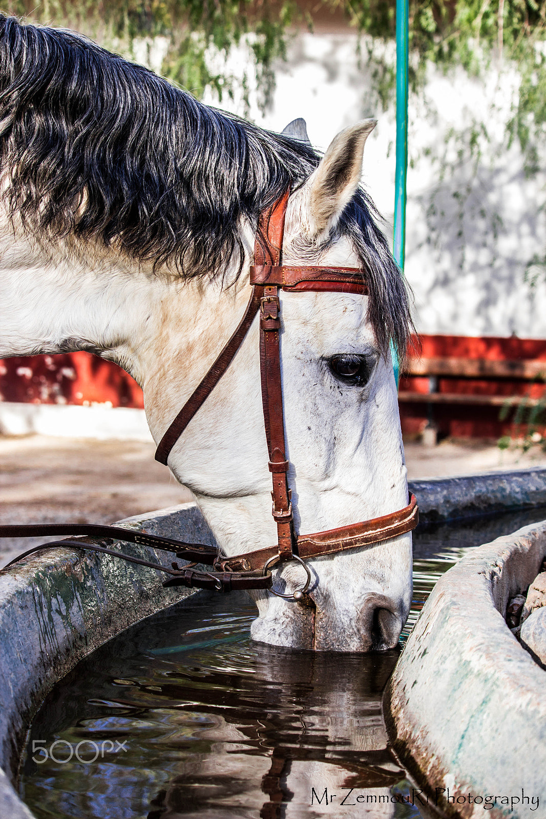Canon EF-S 55-250mm F4-5.6 IS STM sample photo. Horse photography