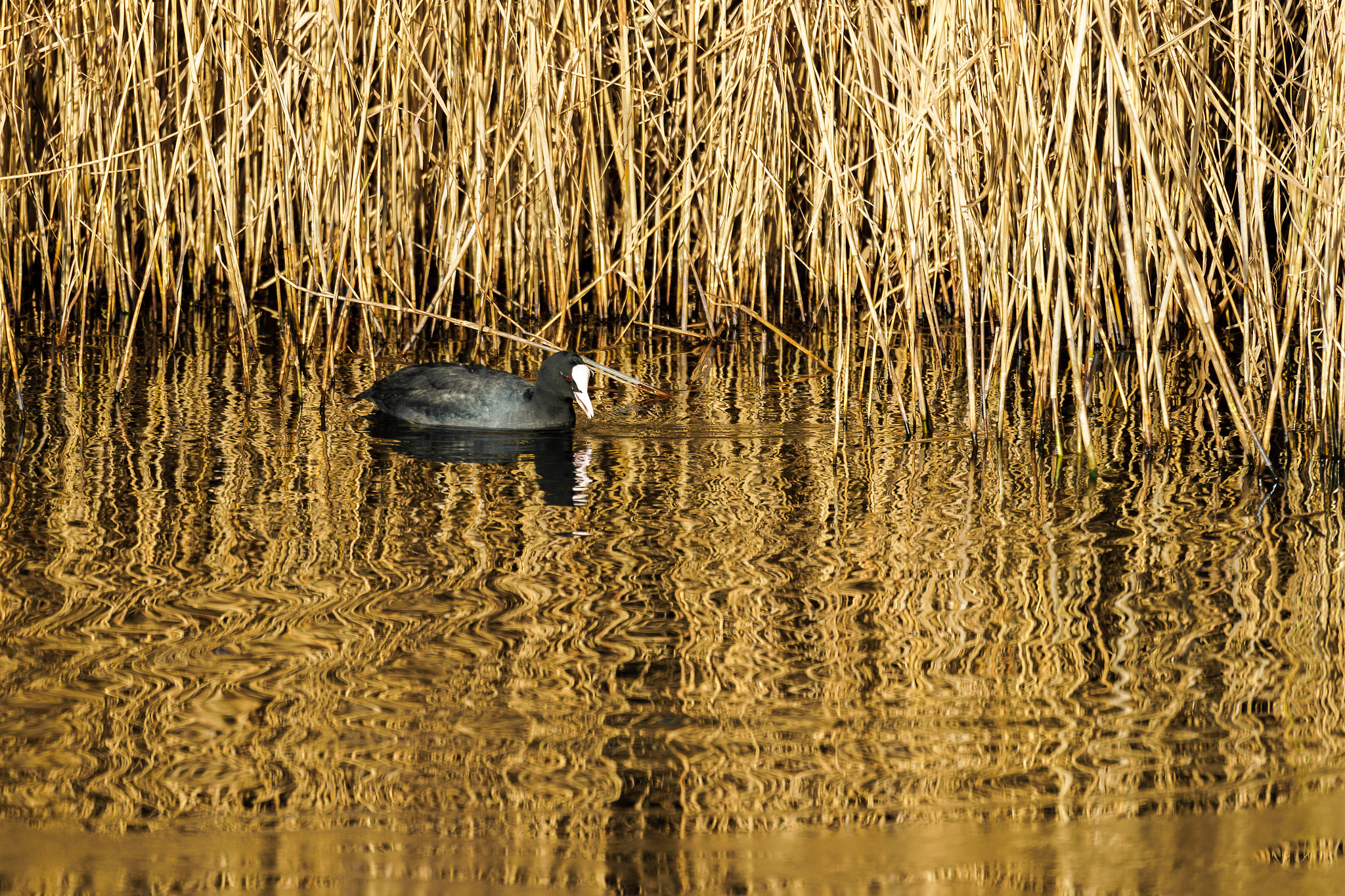 Sony FE 70-300mm F4.5-5.6 G OSS sample photo. Coot swimming in golden reflections photography