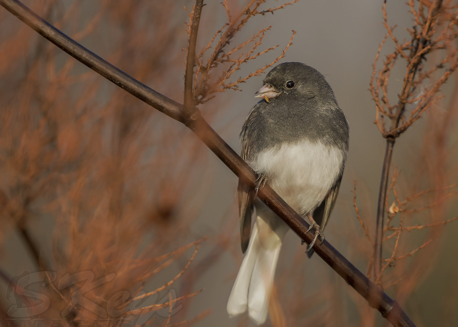 Nikon D7200 + Sigma 500mm F4.5 EX DG HSM sample photo. Is there something on my lip (dark-eyed junco) photography
