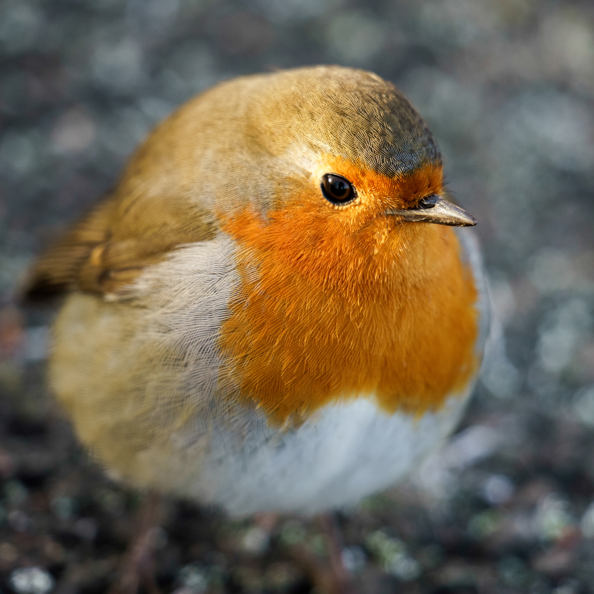 Sony FE 70-300mm F4.5-5.6 G OSS sample photo. Robin (erithacus rubecula) on the ground photography