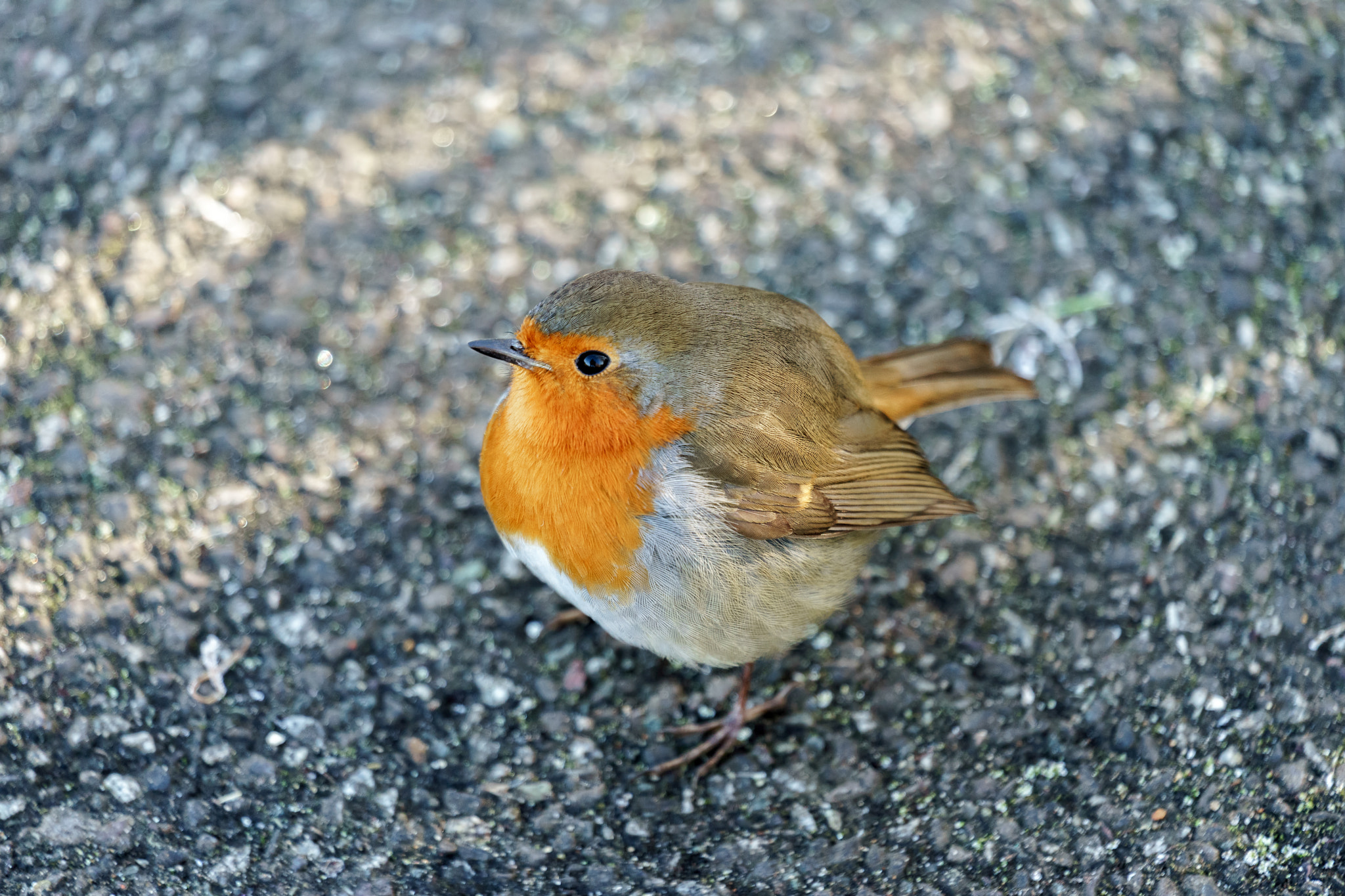 Sony FE 70-300mm F4.5-5.6 G OSS sample photo. Robin (erithacus rubecula) on the ground photography