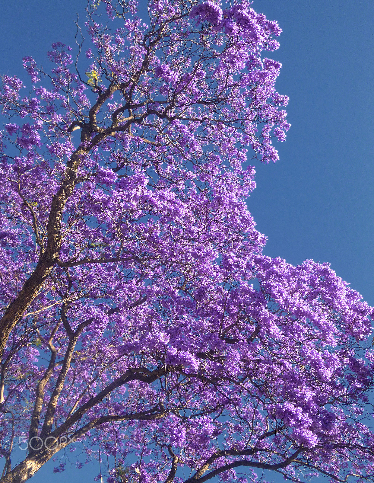 Panasonic DMC-FT20 sample photo. Jacaranda photography