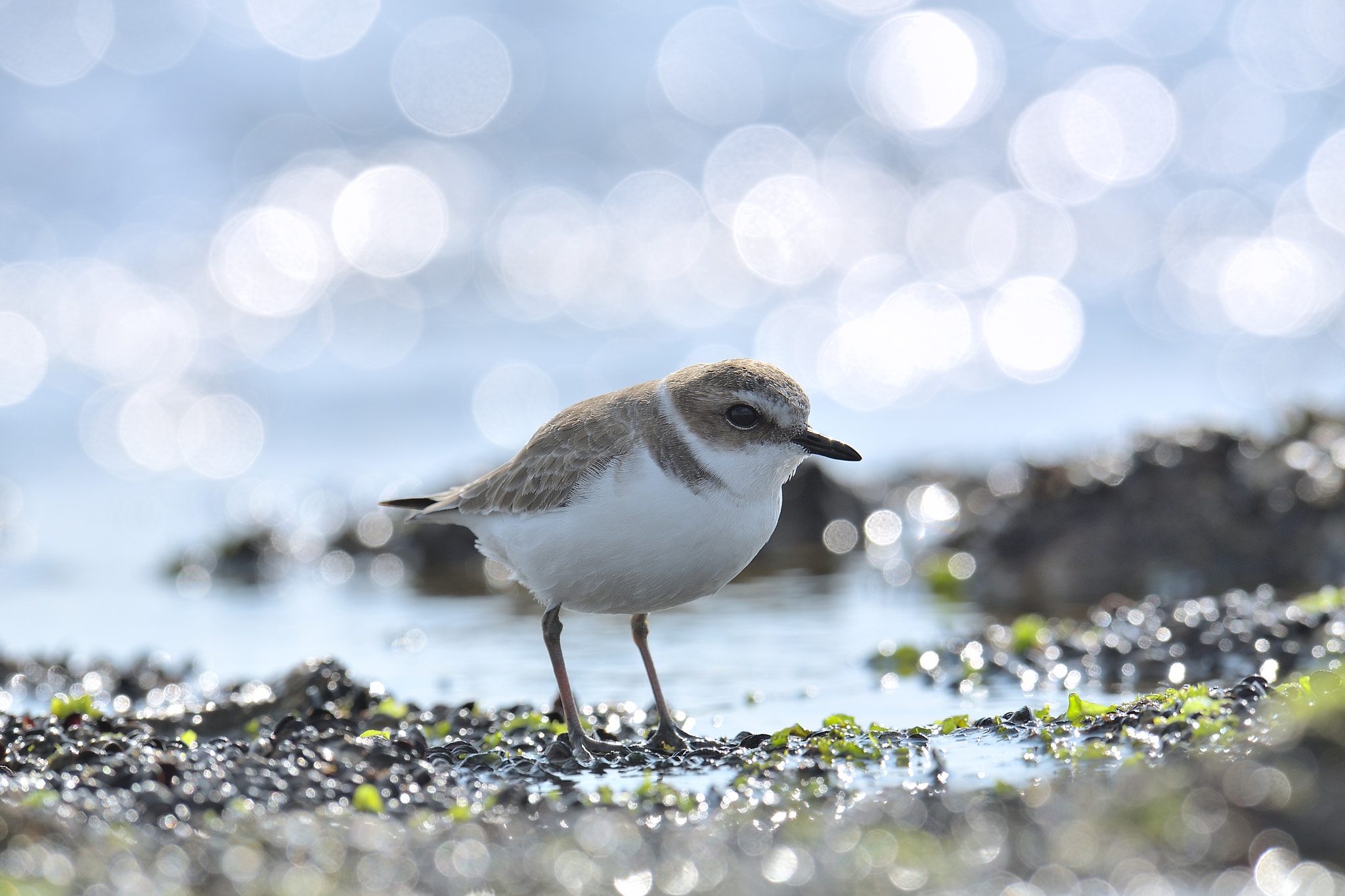 Nikon D500 + Nikon AF-S Nikkor 600mm F4G ED VR sample photo. Kentish plover photography