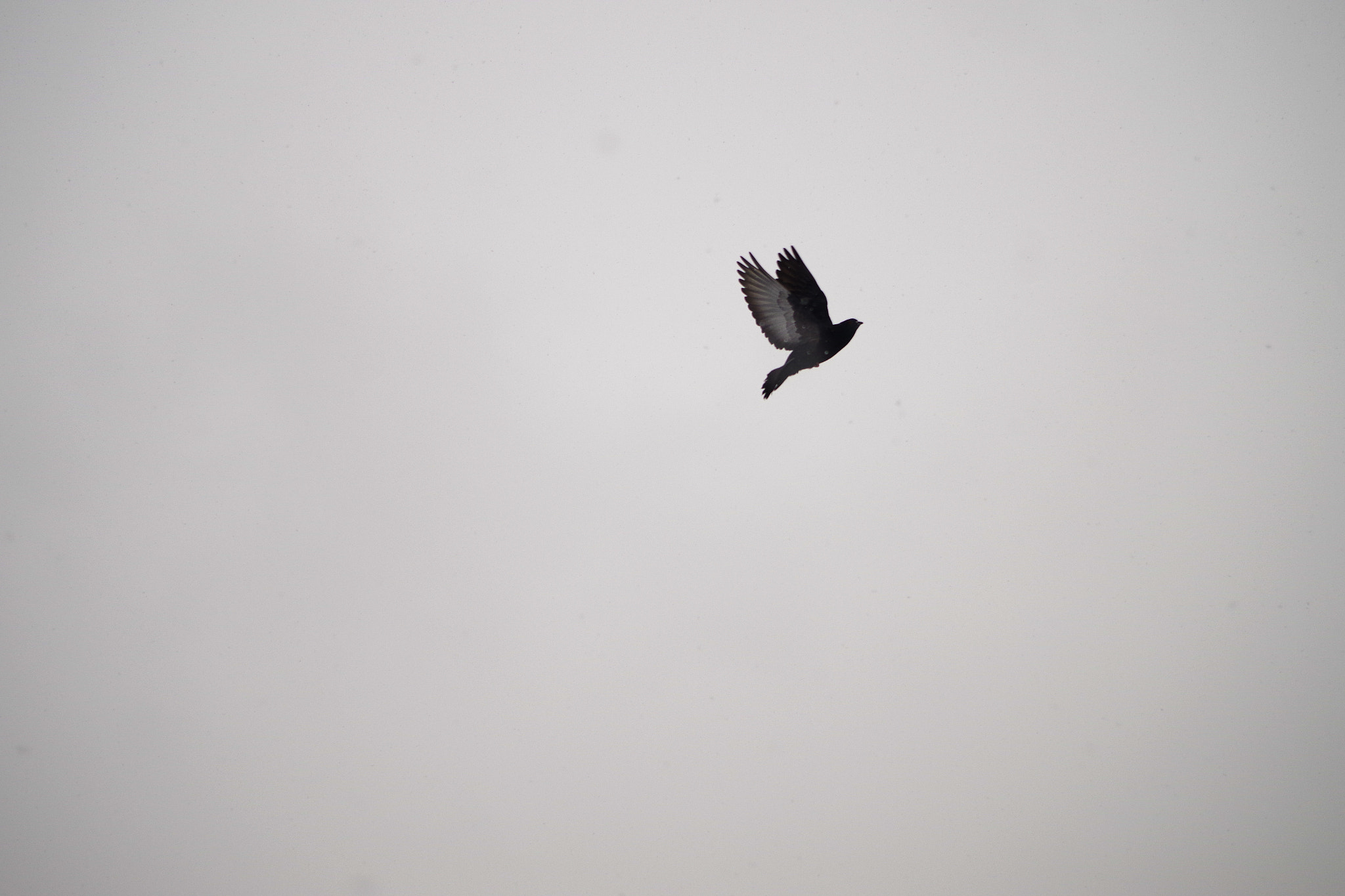 Pentax K-S1 sample photo. The flight photography