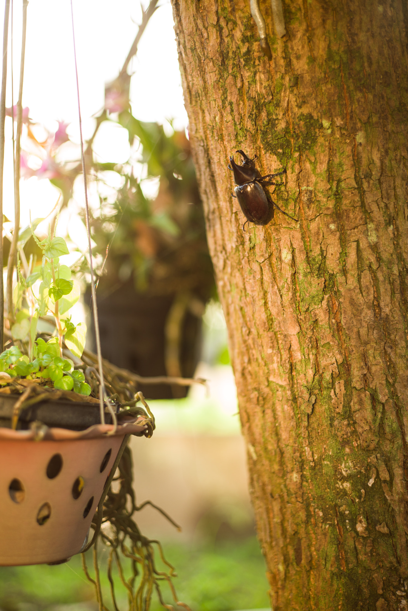 Summicron-M 1:2/50 sample photo. Beetle photography