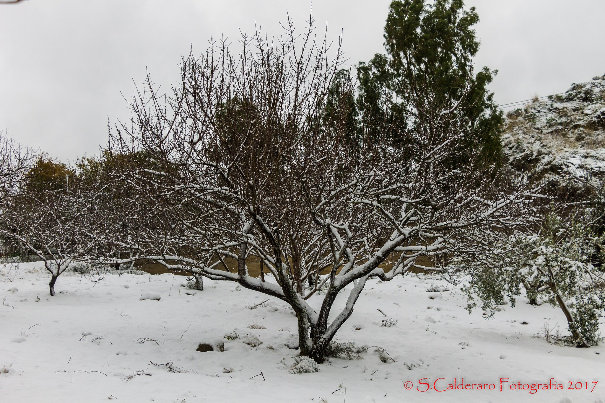 Canon EOS 1100D (EOS Rebel T3 / EOS Kiss X50) sample photo. Snow-covered tree photography