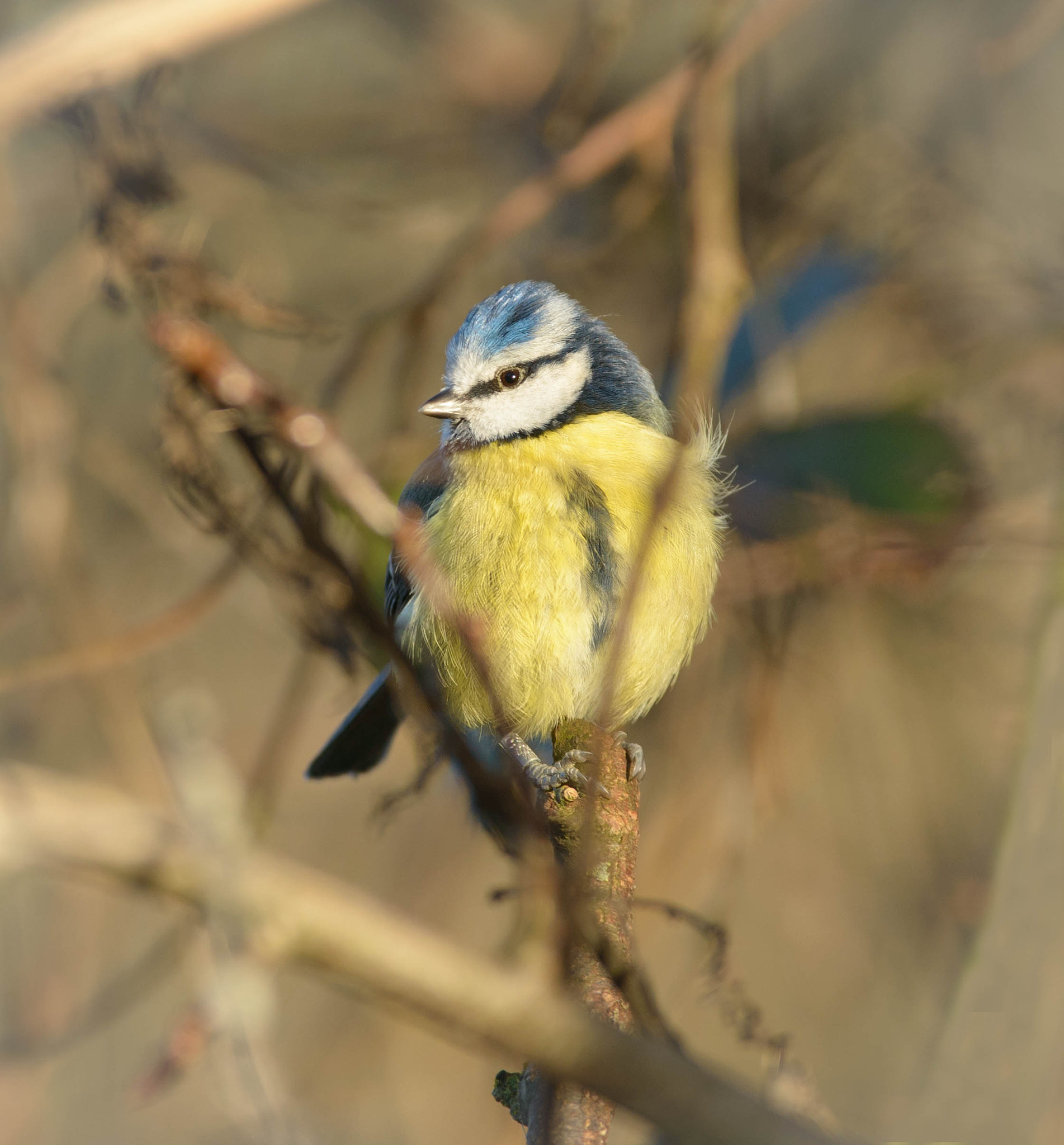 AF-S Nikkor 300mm f/2.8D IF-ED II sample photo. Blue tit photography