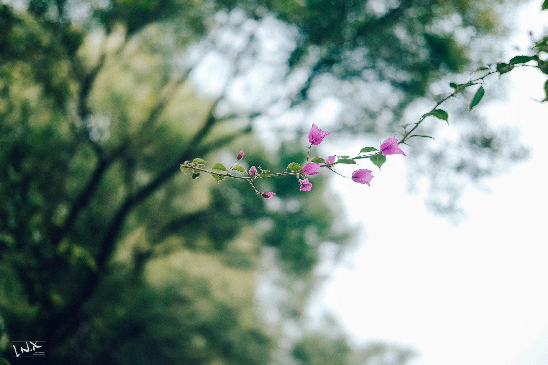 Fujifilm X-E2 + Fujifilm XF 35mm F2 R WR sample photo. Nature photography
