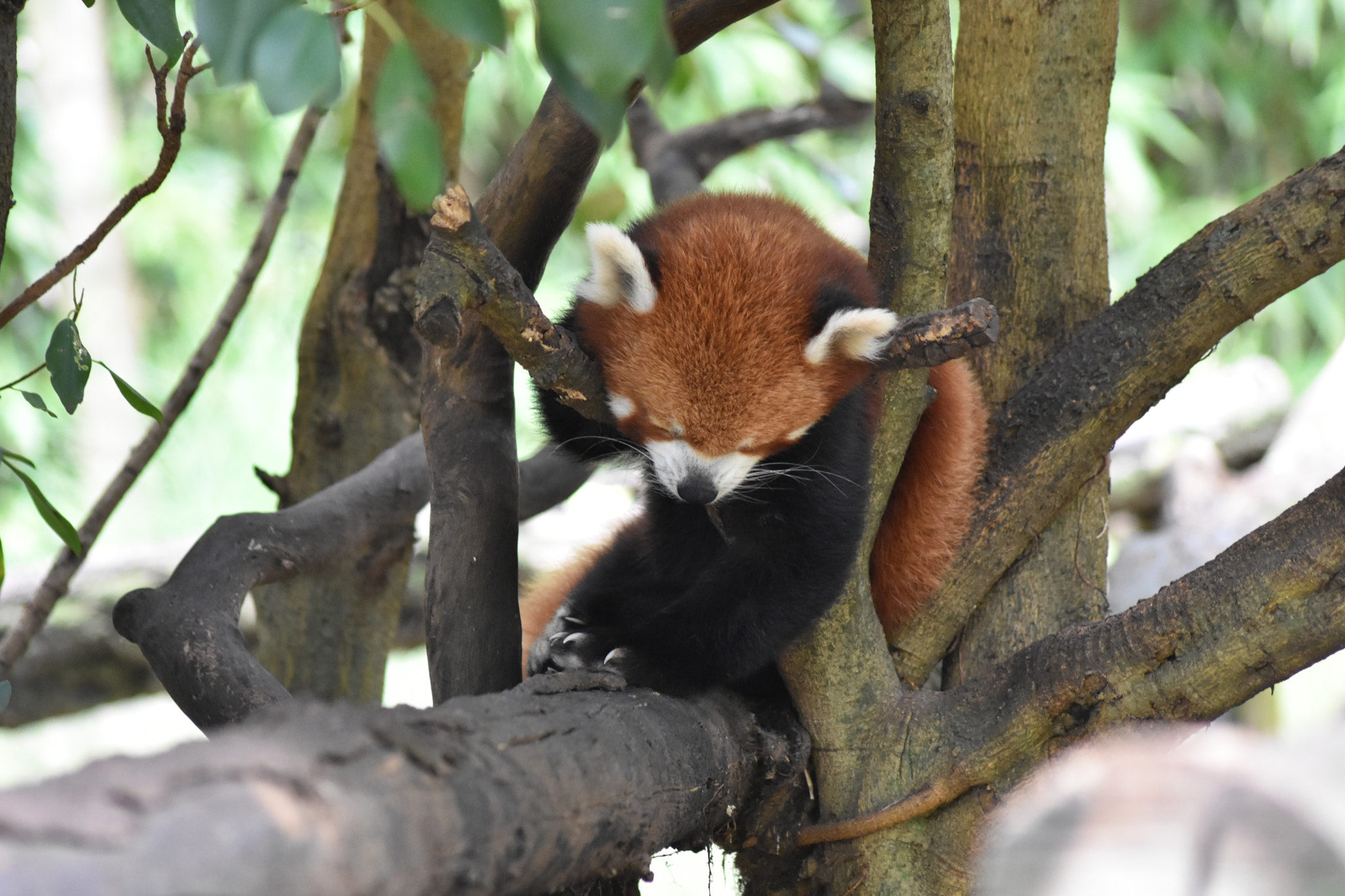 Sigma 70-300mm F4-5.6 APO DG Macro sample photo. Red panda photography
