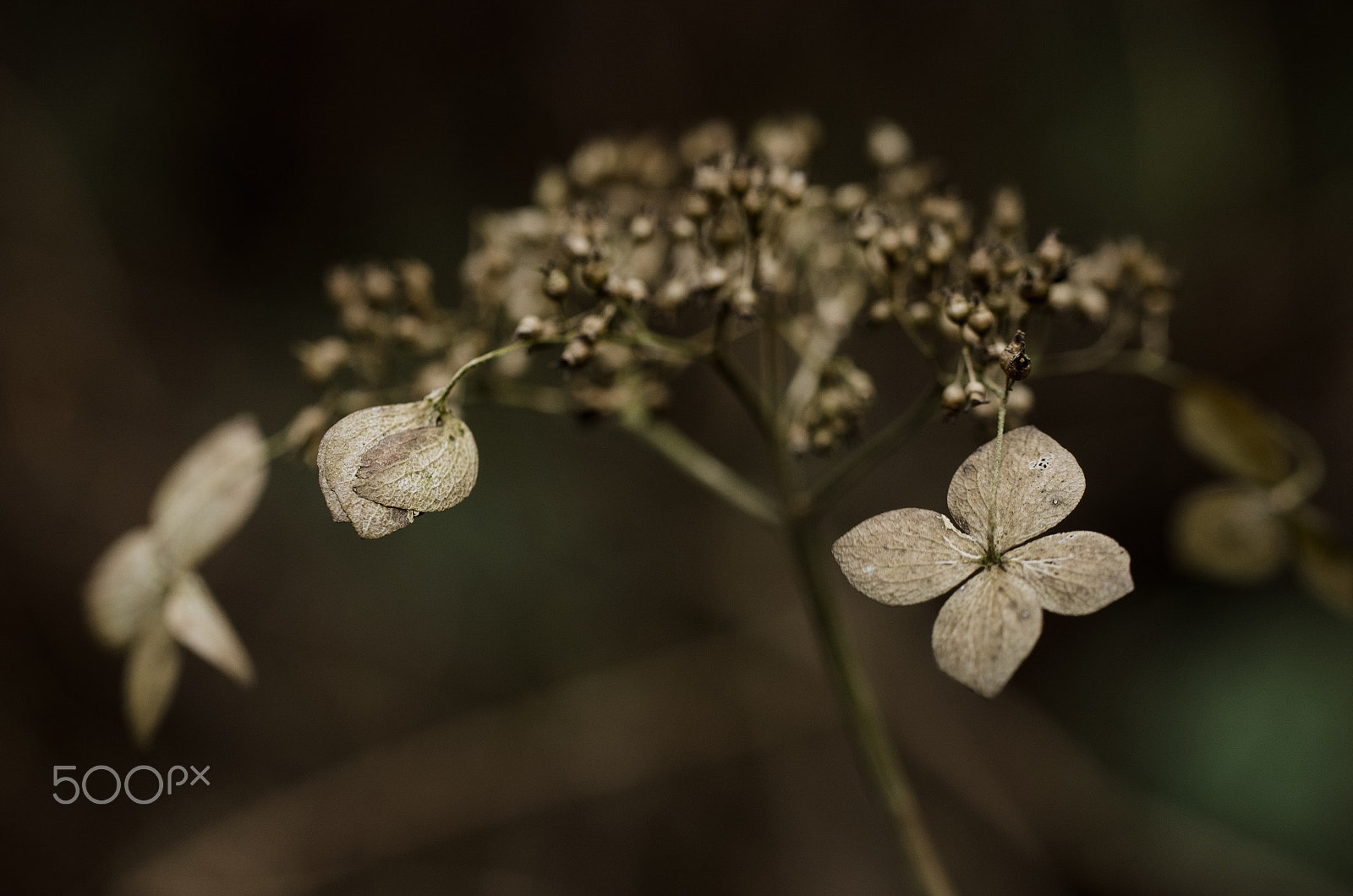 Tamron SP AF 60mm F2 Di II LD IF Macro sample photo. Untitled photography