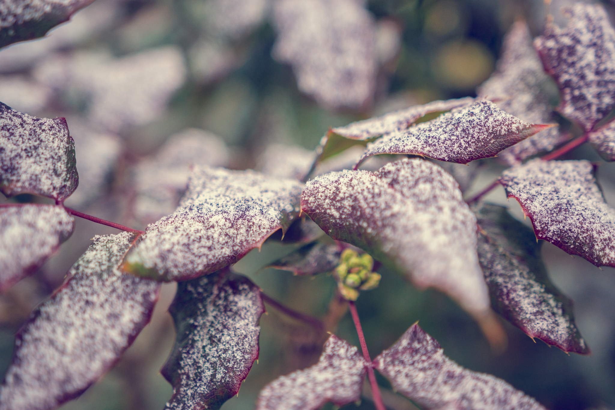 Sony SLT-A65 (SLT-A65V) + Sigma 18-35mm F1.8 DC HSM Art sample photo. Icing sugar. photography