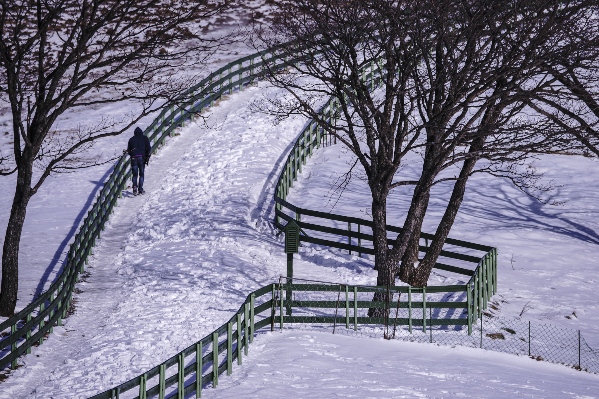 Sony 70-300mm F4.5-5.6 G SSM sample photo. Dsc photography