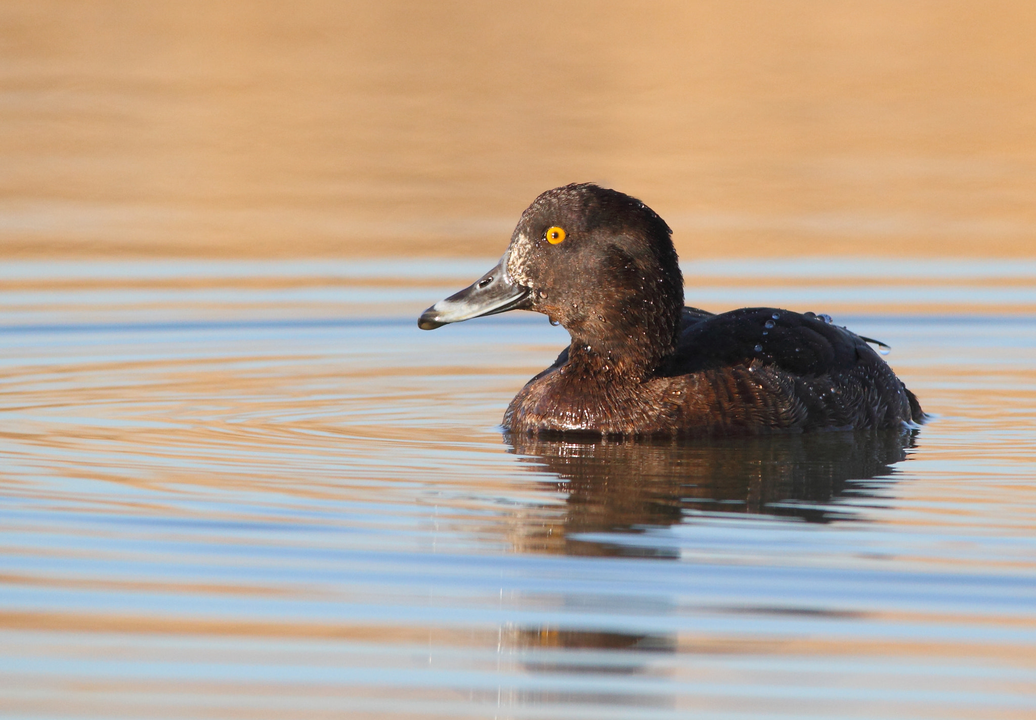 Canon EOS 7D + Sigma 150-500mm F5-6.3 DG OS HSM sample photo. Tufted duck, moretta photography