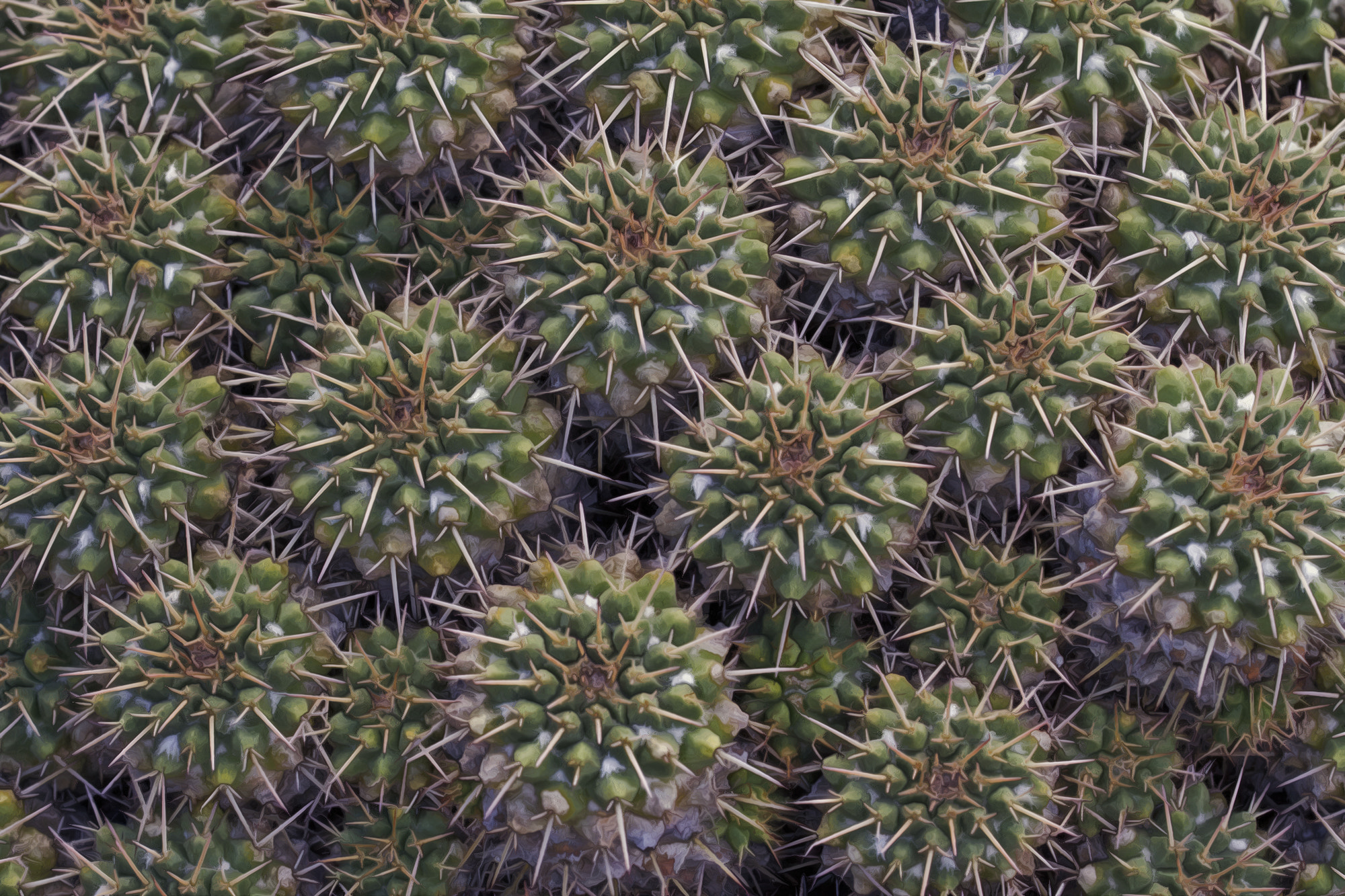 Sigma 150mm f/2.8 EX DG OS HSM APO Macro sample photo. Cactus meeting photography