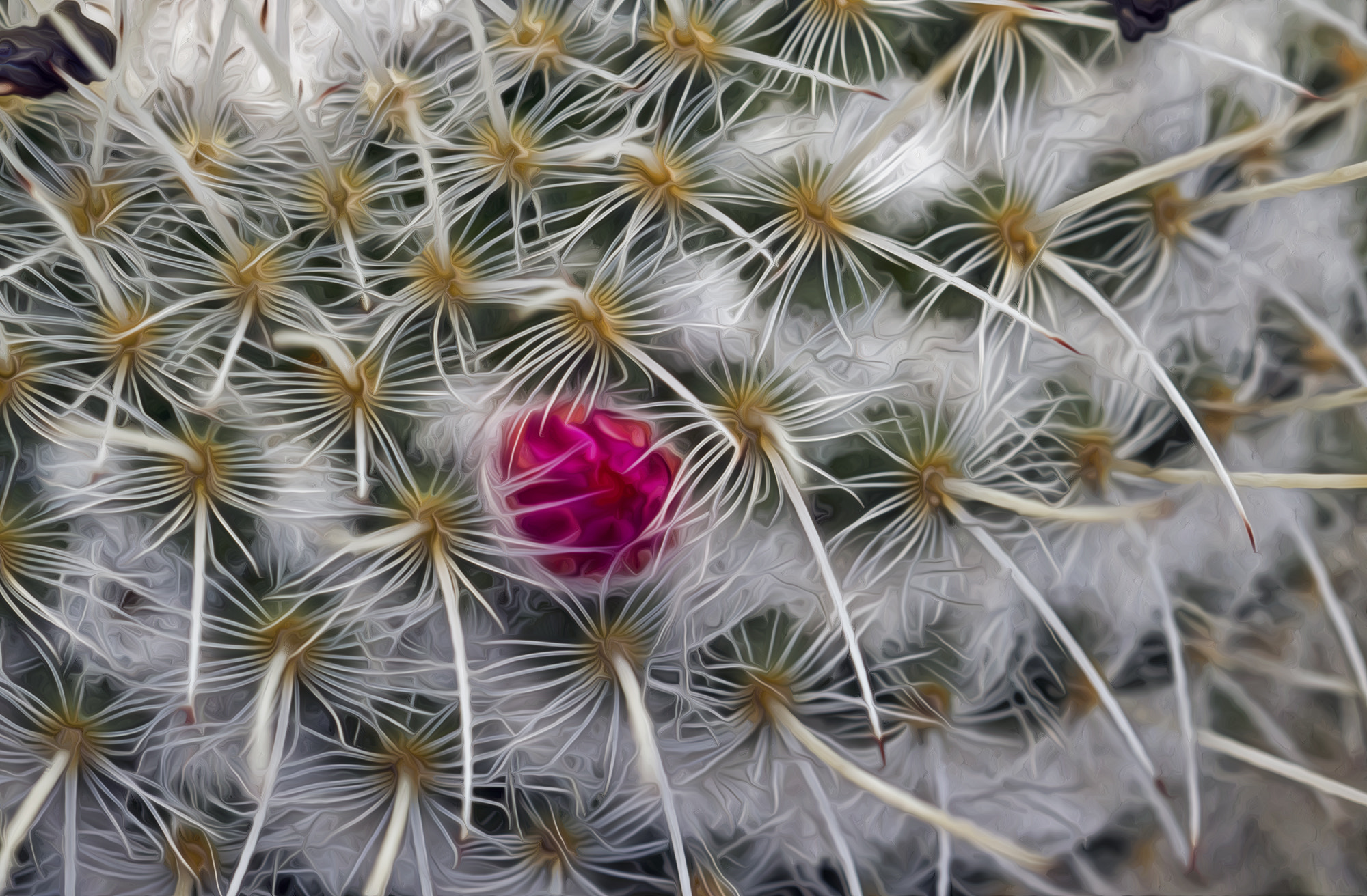 Sigma 150mm f/2.8 EX DG OS HSM APO Macro sample photo. Cactus details 3 photography