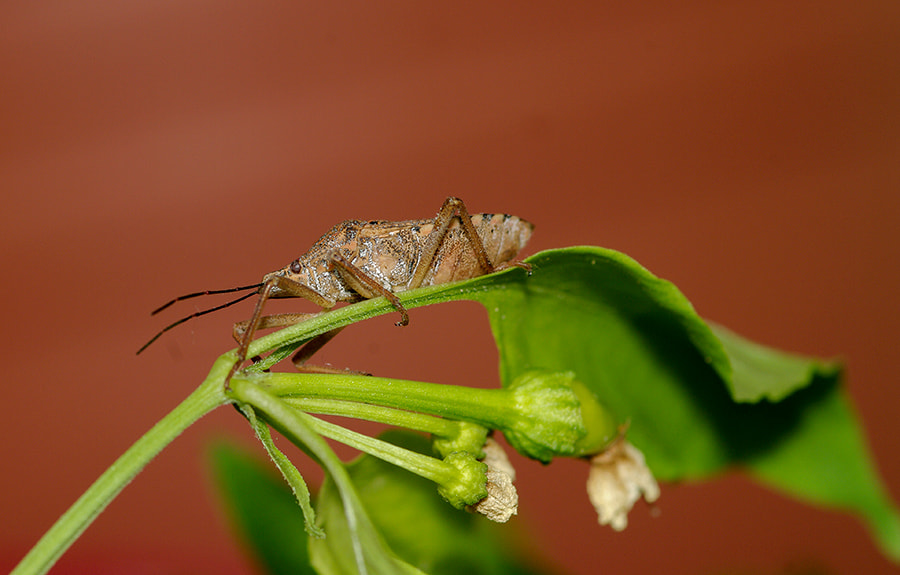 Pentax K20D + smc PENTAX-FA Macro 100mm F2.8 sample photo. İnsect photography