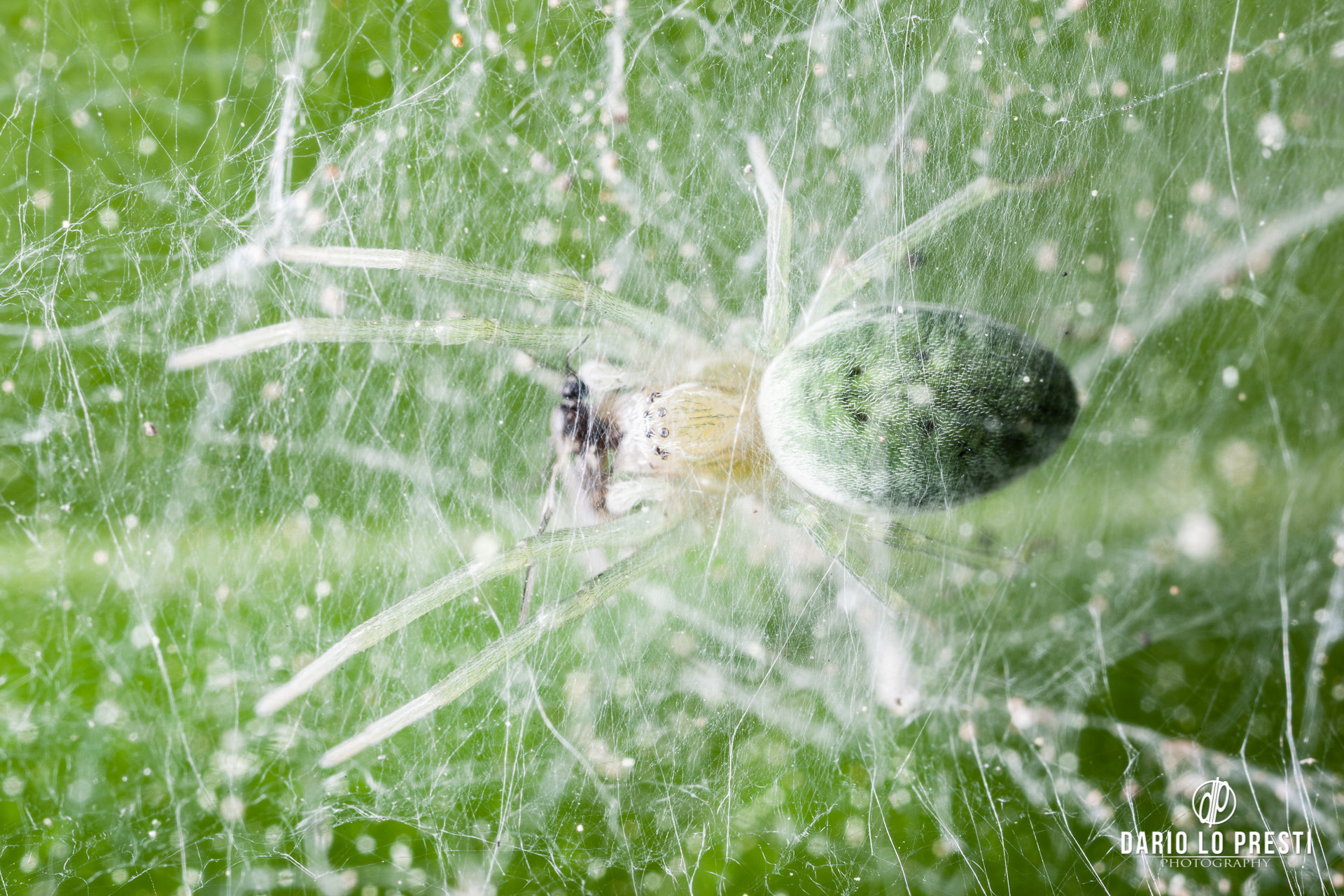 Canon EOS 5D Mark II + Canon MP-E 65mm F2.5 1-5x Macro Photo sample photo. Spider feeding photography