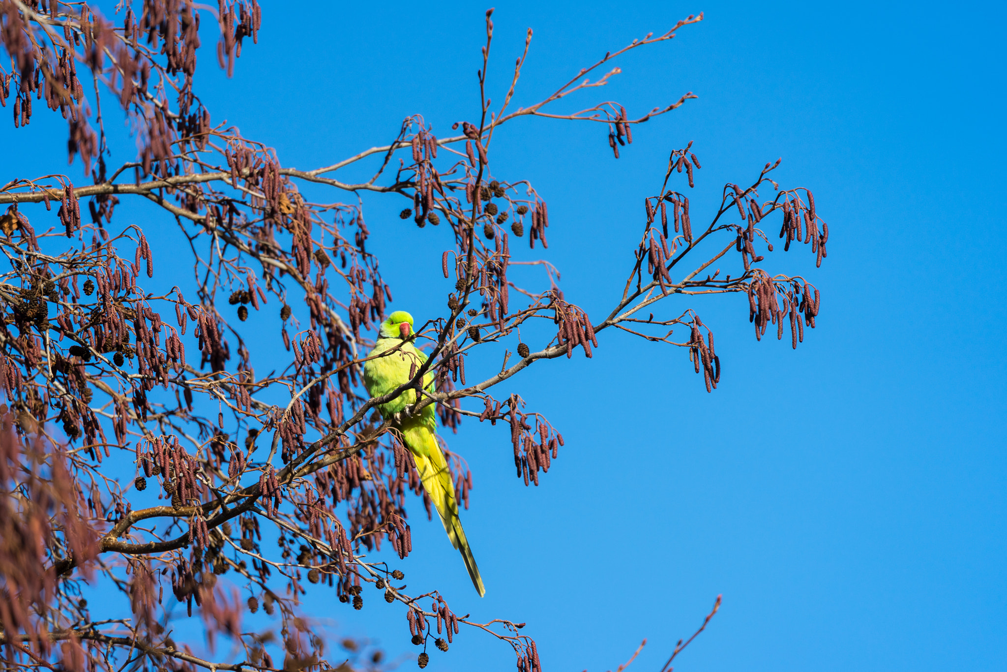 Sony a7 II sample photo. Parakeet perched on a tree in london photography
