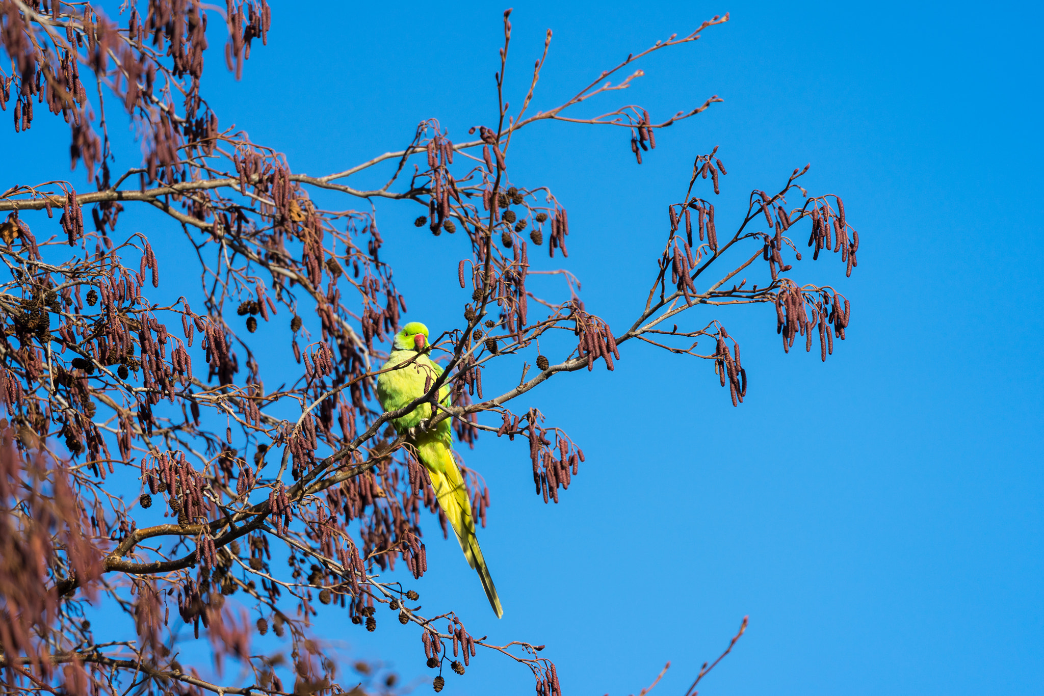 Sony FE 70-300mm F4.5-5.6 G OSS sample photo. Parakeet perched on a tree in london photography