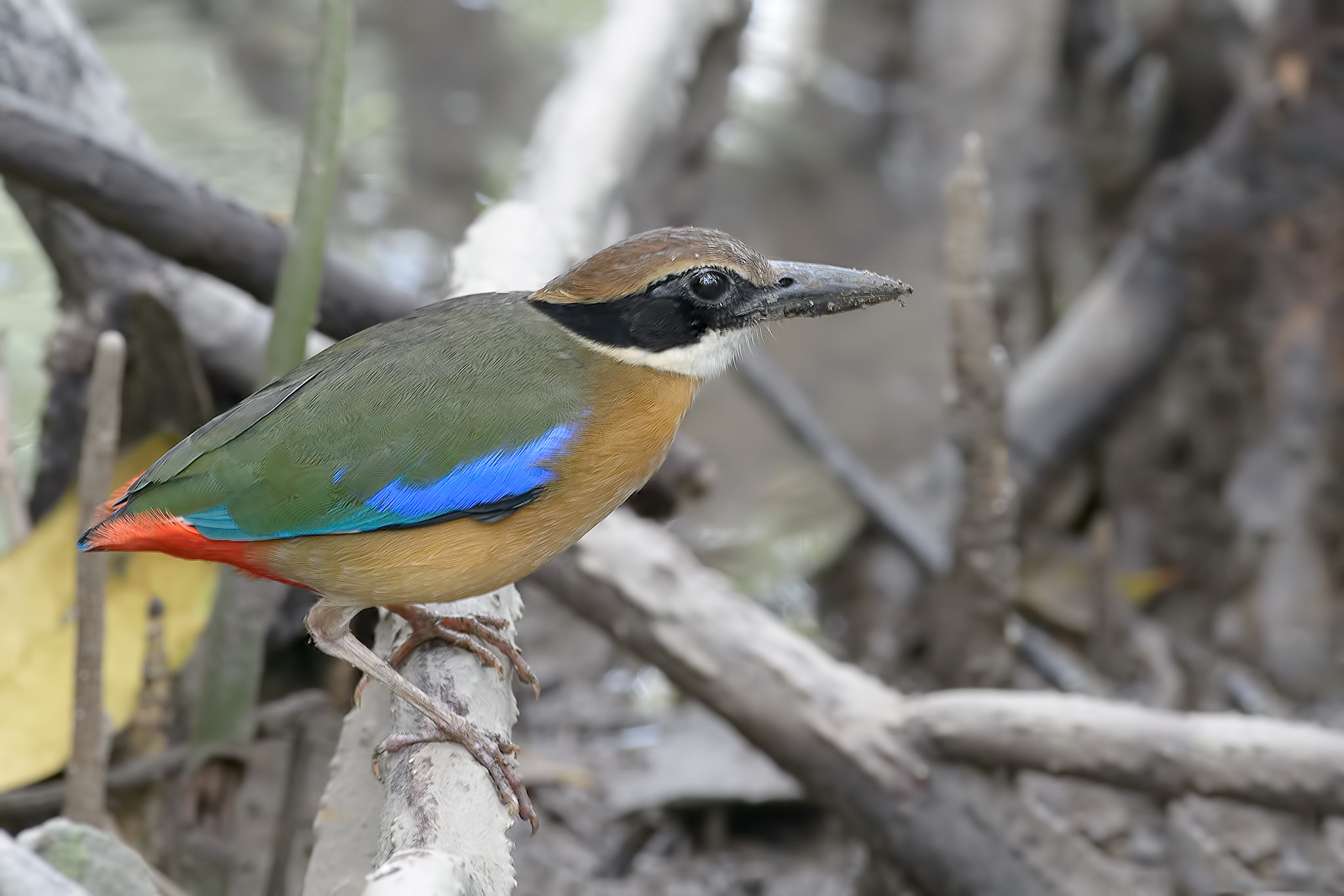 Nikon D4 + Nikon AF-S Nikkor 300mm F4D ED-IF sample photo. Mangrove pitta photography
