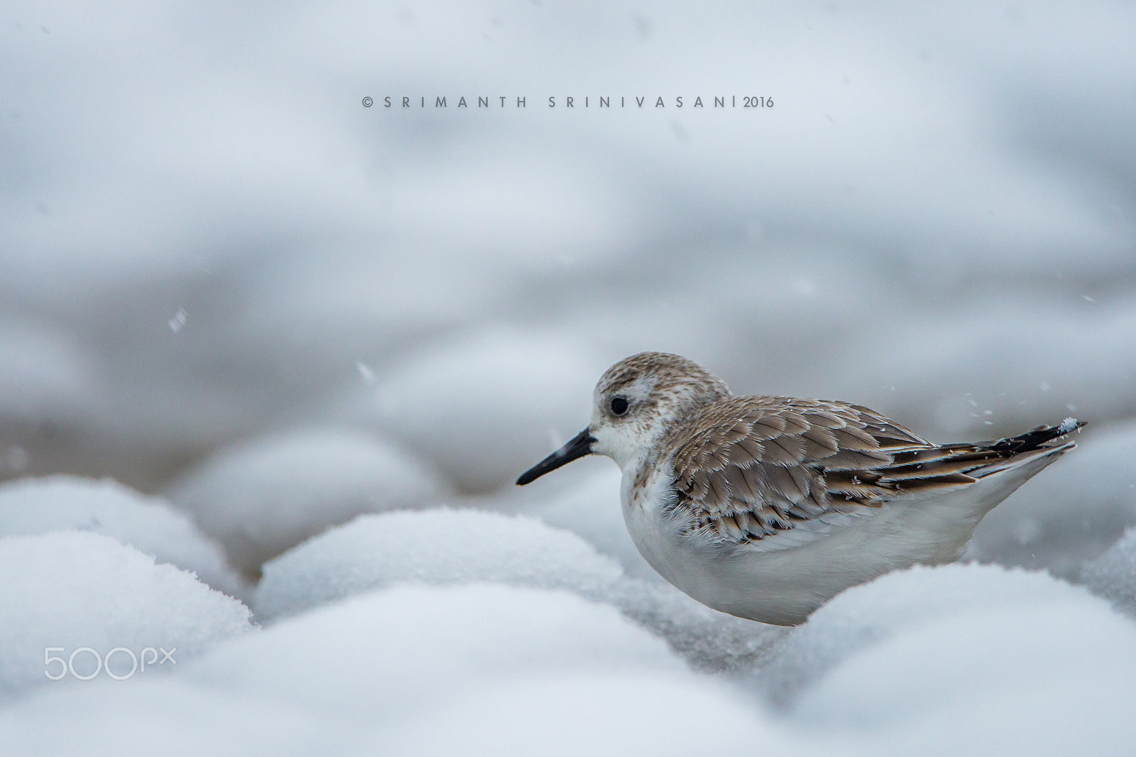 Nikon D610 sample photo. Sandpiper - busy trying to find a meal in the beach photography