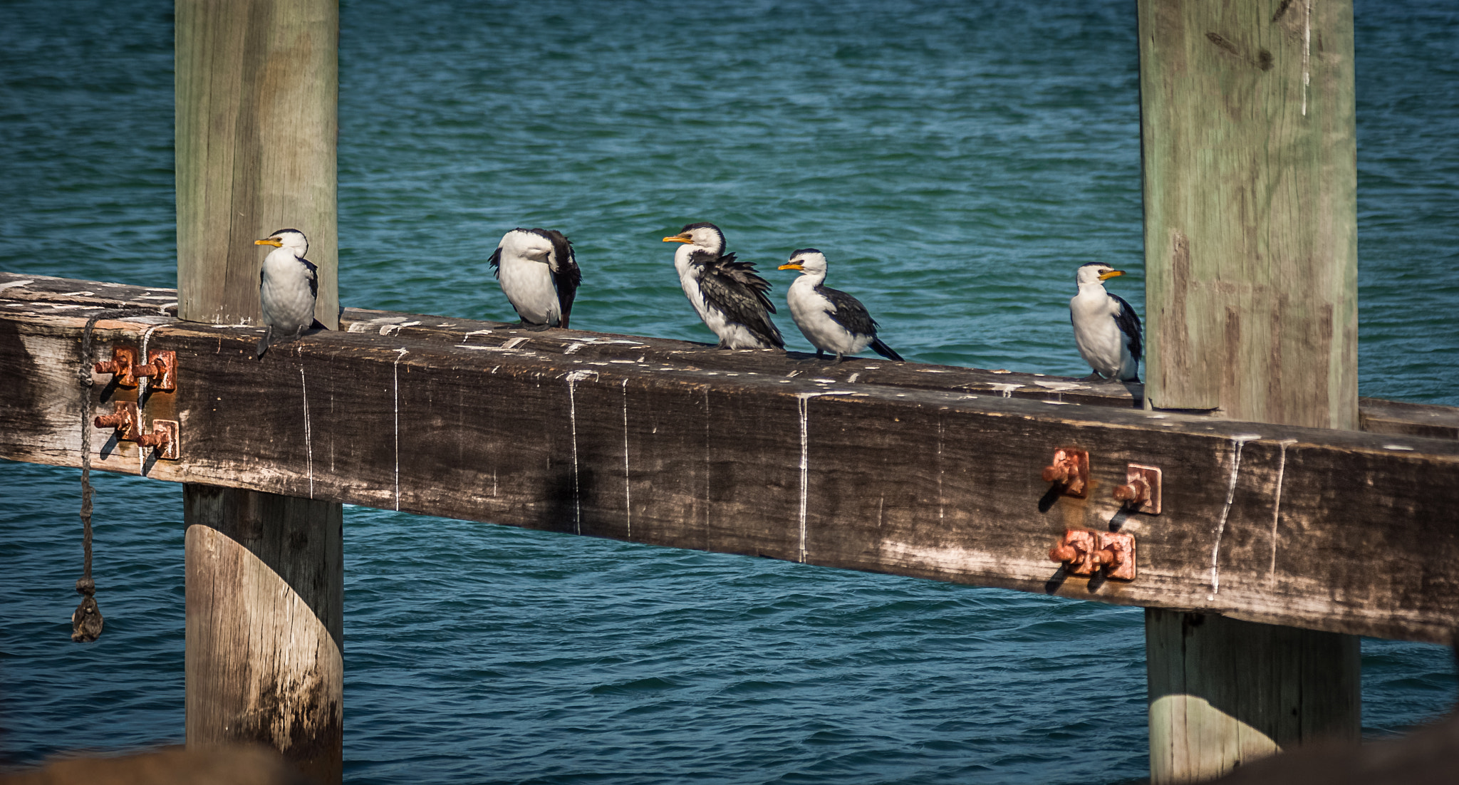 Pentax K200D + Sigma sample photo. Birdies in a row photography