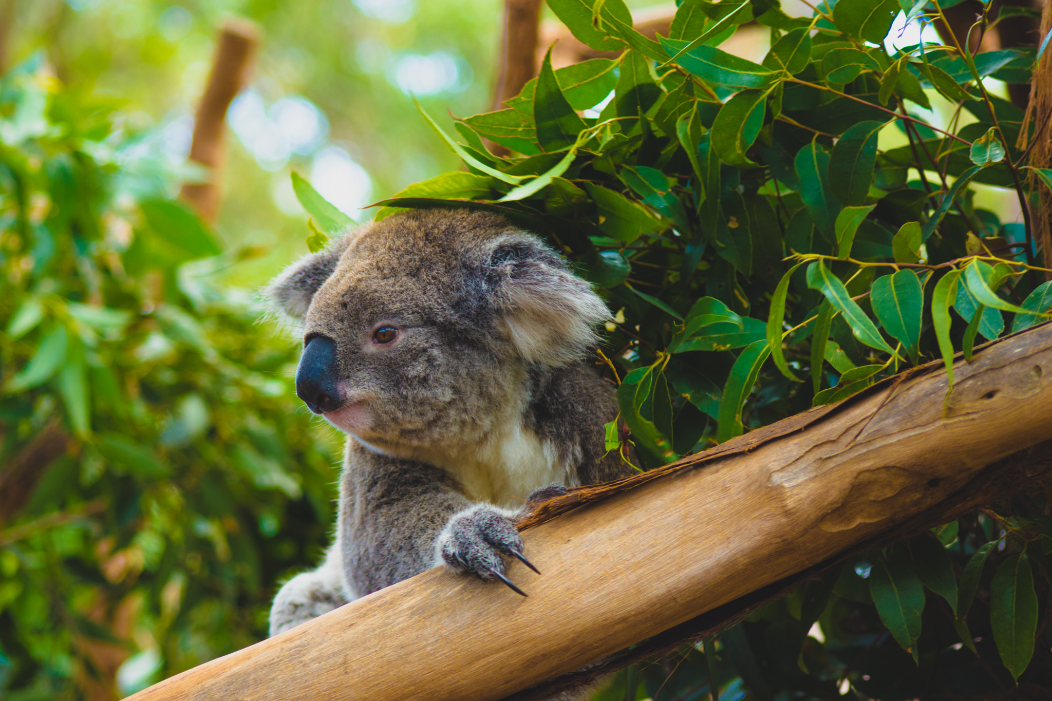 Nikon D7200 sample photo. Koala photography