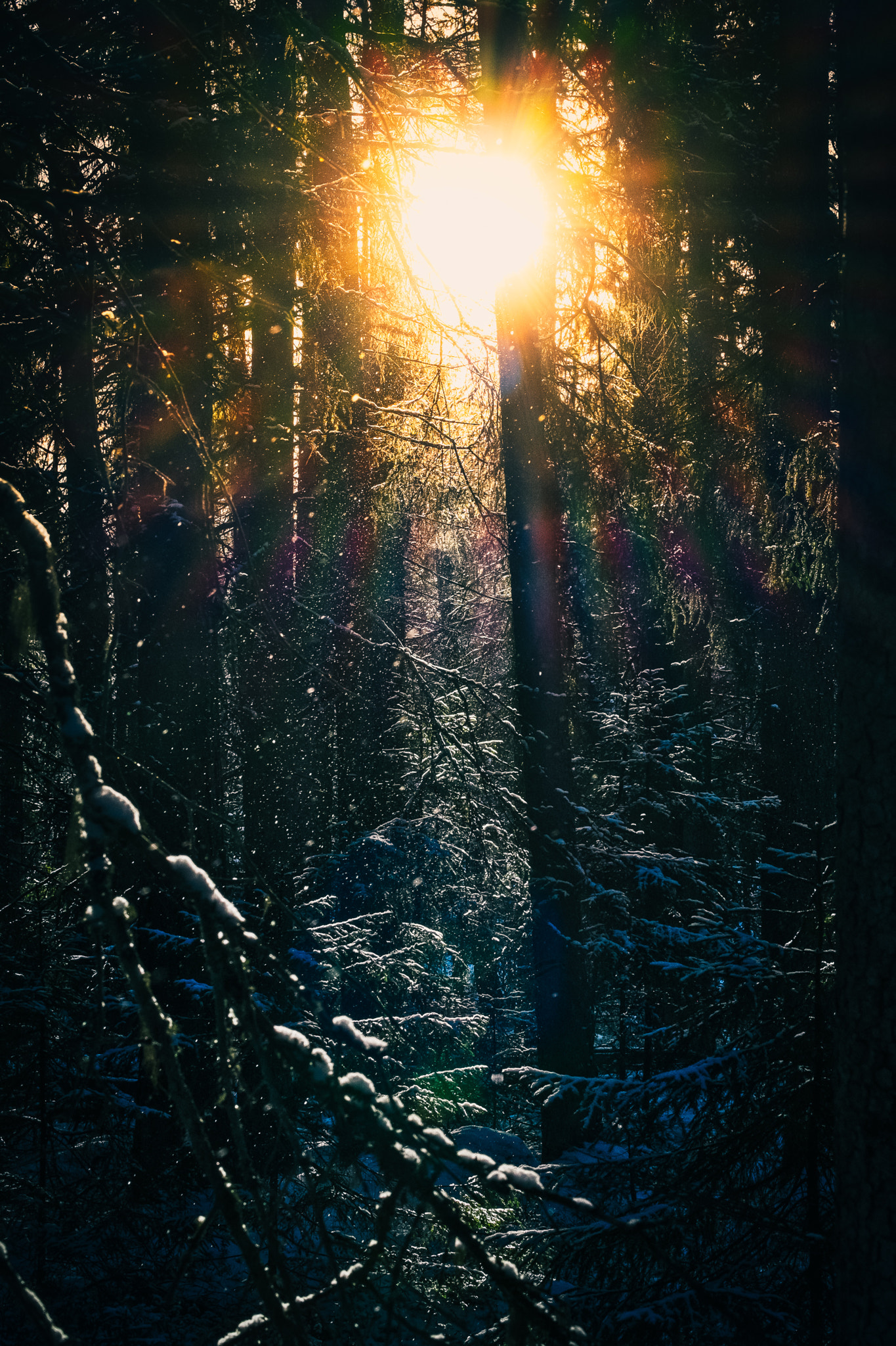Fujifilm X-E1 + Fujifilm XF 55-200mm F3.5-4.8 R LM OIS sample photo. Winter sun in the forest photography