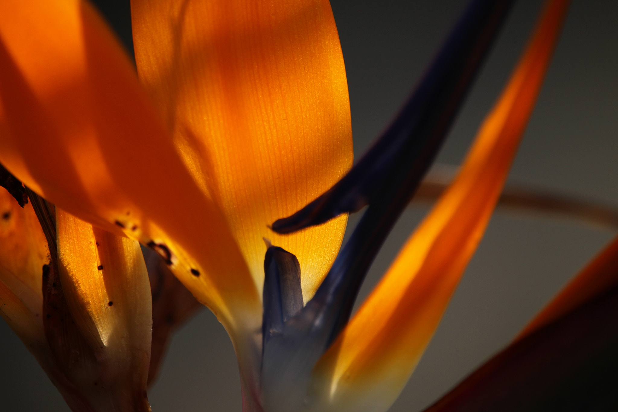 Canon EOS 700D (EOS Rebel T5i / EOS Kiss X7i) sample photo. Strelitzia photography